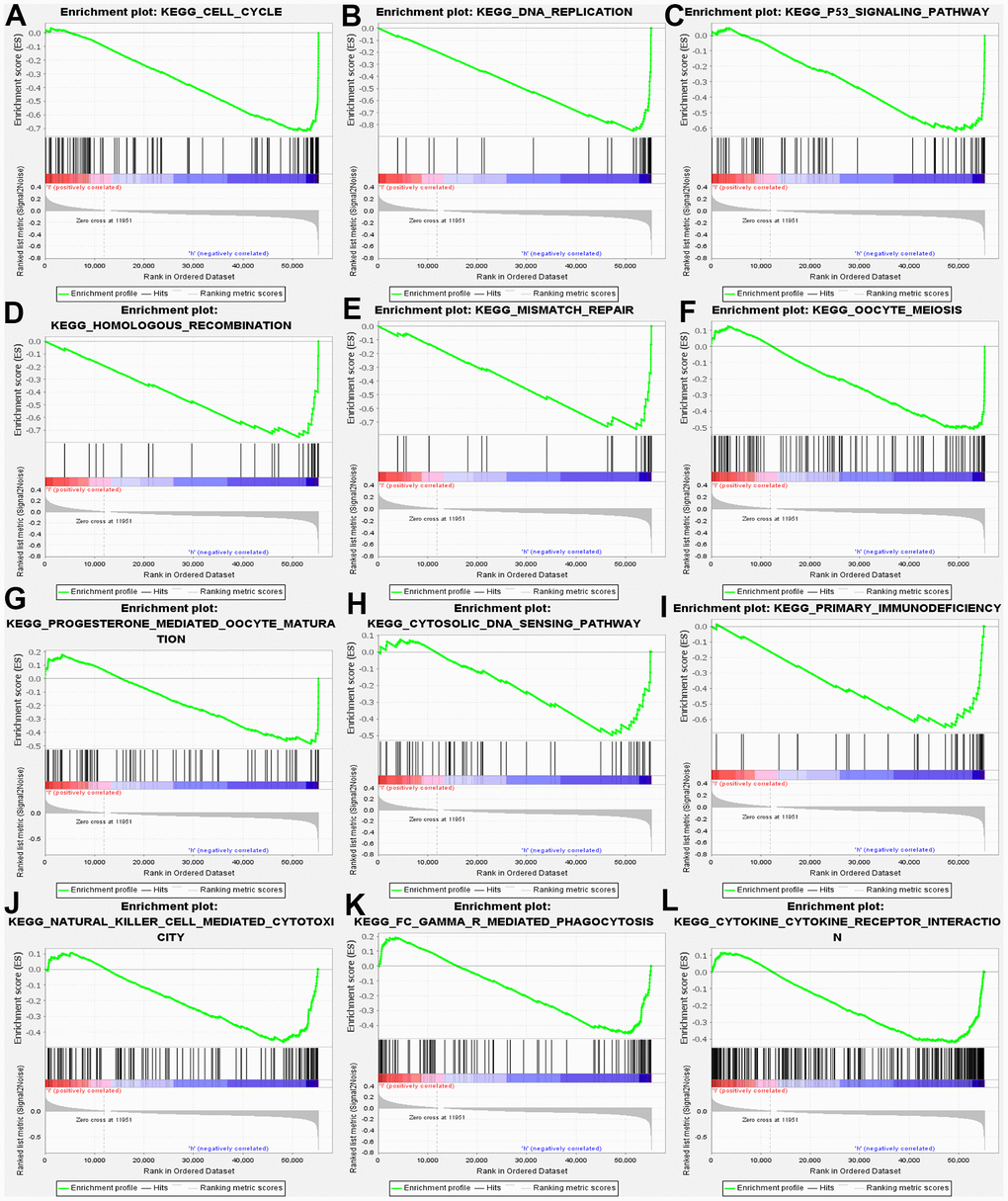 GSEA used to validate the gene signatures, including negative regulation of (A) CELL