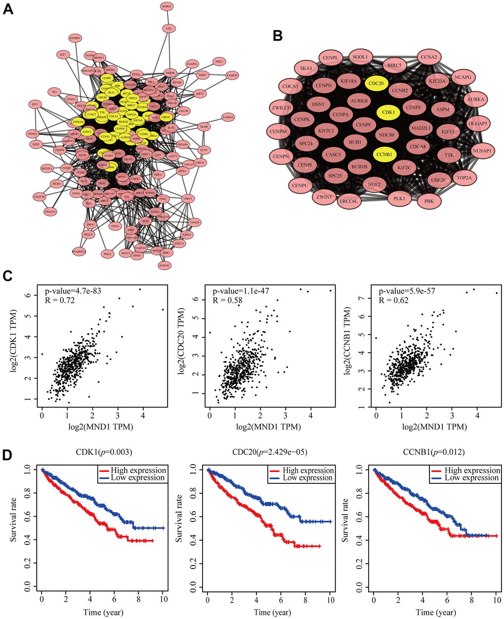 Protein–protein interaction network of related gene (Top200) and analysis of hub genes in KIRC. (A) Protein–protein interaction based on (PPI) network (B), MCODE analysis indicating the hub genes CDK1, CDC20, CCNB1, highlighted in yellow. (C) Correlation between MND1 and the mRNA expression of CDK1, CDC20 and CCNB1 in KIRC determined using GEPIA. (D) Prognosis analysis of correlational genes.