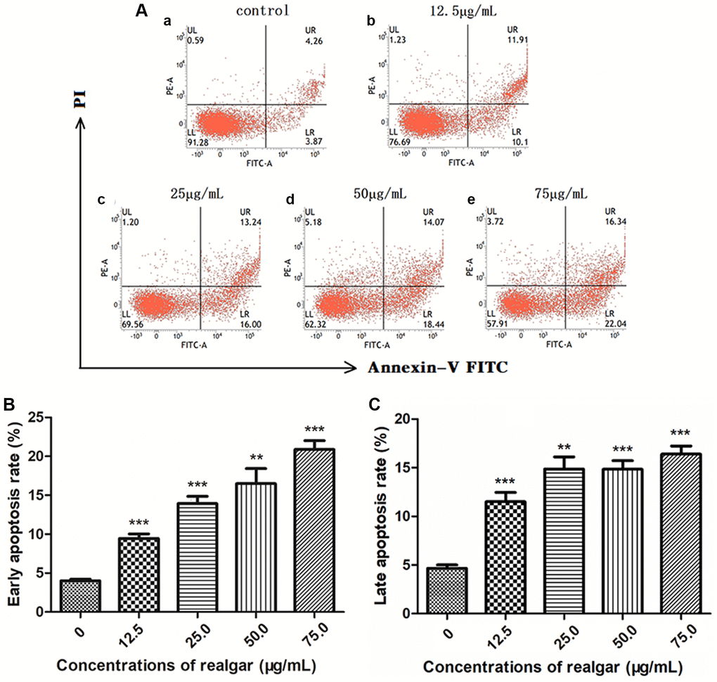 Analysis of apoptosis/necrosis of NB4 cells after exposure to different concentrations of realgar for 24 h. The cells were treated with different concentrations of realgar (0, 12.5, 25.0, 50.0 and 75.0 μg/ml) for 24 h, followed by staining with the Annexin V-FITC/PI apoptosis staining kit. Apoptosis/necrosis analysis was performed by flow cytometry. (A) (a) Untreated cells; (b) cells treated with 12.5 μg/ml of realgar; (c) cells treated with 25.0 μg/ml of realgar; (d) cells treated with 50.0 μg/ml of realgar; and (e) cells treated with 75.0 μg/ml of realgar. In addition, histogram analysis was performed on early apoptosis (B) and late apoptosis (C). Data were obtained from three independent experiments and are presented as the mean ± S.D. N = 3.