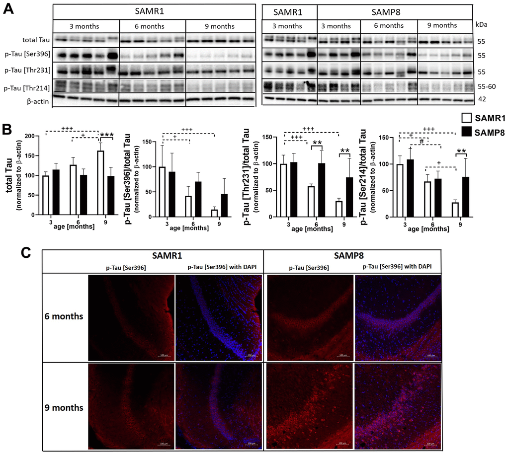 Hyperphosphorylation of tau protein in the hippocampi of SAMP8 mice (A) western blots, (B) their quantification, and (C) immunofluorescence of p-tau [Ser396] at CA1 area of the hippocampus. Data are mean ± SEM, analyzed by 2-way ANOVA with Bonferroni post test. Significance is *P 