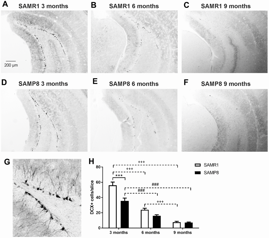 Decreased neurogenesis in the hippocampi of SAMP8 mice immunohistochemically stained for doublecortin (DCX): representative photomicrographs of the brains of SAMR1 (A–C) and SAMP8 (D–F) mice, (G) a detail of DCX-stained neurons in the subgranular zone of the hippocampus, and (H) the quantification. Data are mean ± SEM, analyzed by 2-way ANOVA with Bonferroni post test. Significance is ***P 