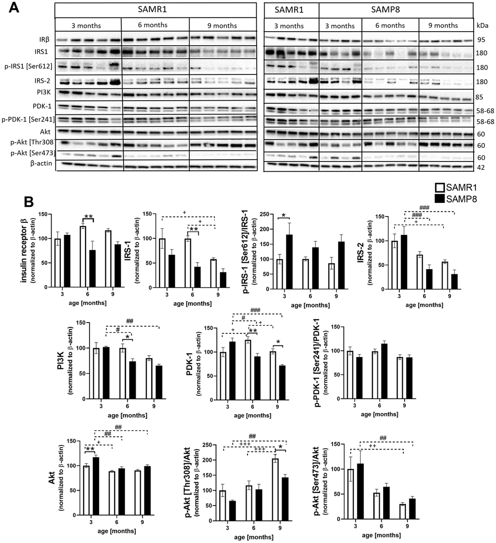 Impaired activation of the insulin signaling cascade in the hippocampi of SAMP8 mice (A) western blots and (B) their quantification. Data are mean ± SEM, analyzed by 2-way ANOVA with Bonferroni post test. Significance is *P 