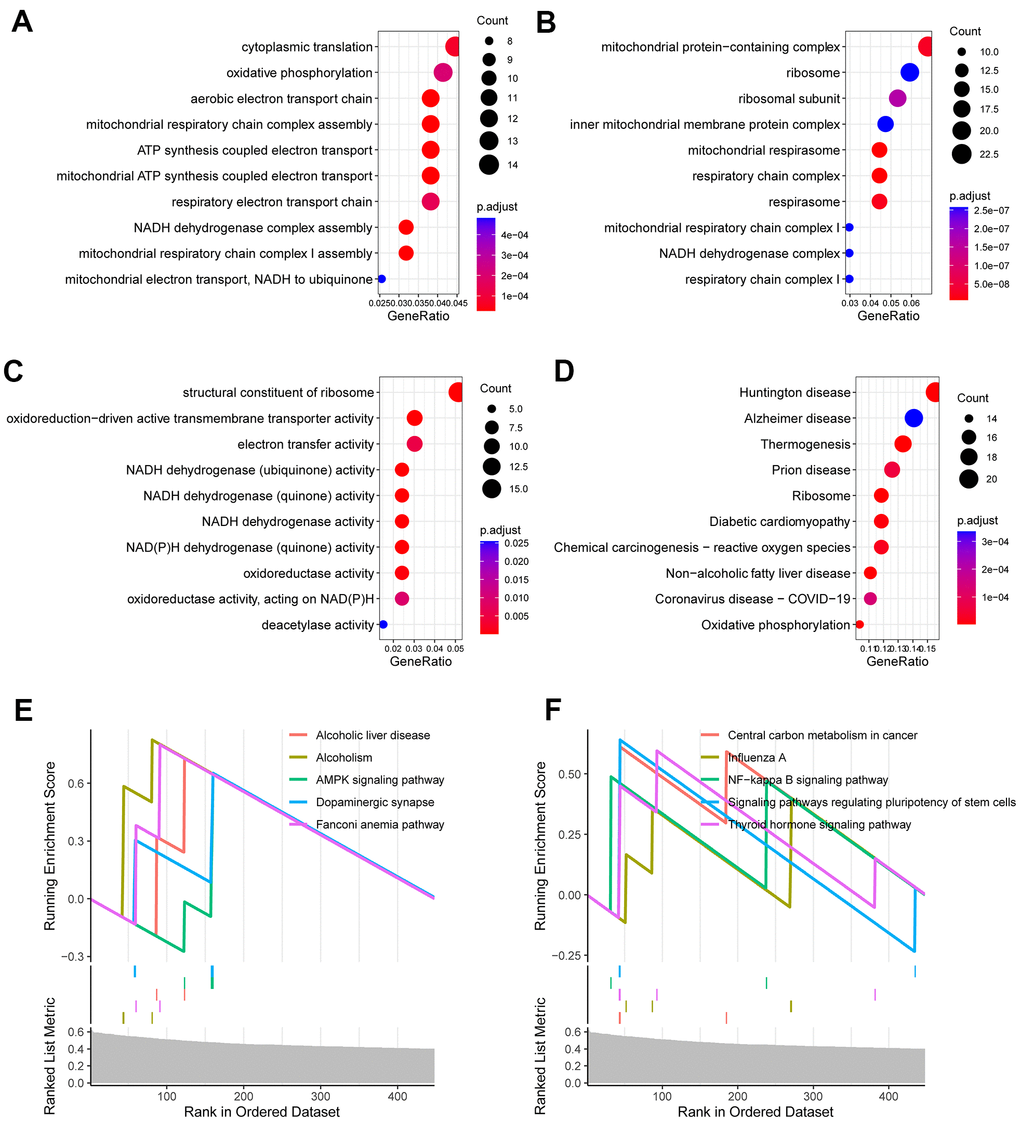 Functional enrichment analysis for CR-related gene signature. (A) Enriched biological processes included cytoplasmic translation, oxidative phosphorylation, mitochondrial respiratory chain complex assembly. (B) Enriched cell components included mitochondrial protein-containing complex, ribosome, inner mitochondrial membrane protein complex. (C) Enriched molecular functions included structural constituent of ribosome, oxidoreduction-driven active transmembrane transporter activity and electron transfer activity. (D) Enriched KEGG pathways included ribosome, diabetic cardiomyopathy, chemical carcinogenesis (E, F) Gene set enrichment analysis (GSEA) showed the top 10 KEGG signaling pathway including AMPK signaling pathway, dopaminergic synapse, central carbon metabolism in cancer, NF-kappa B signaling pathway and others.