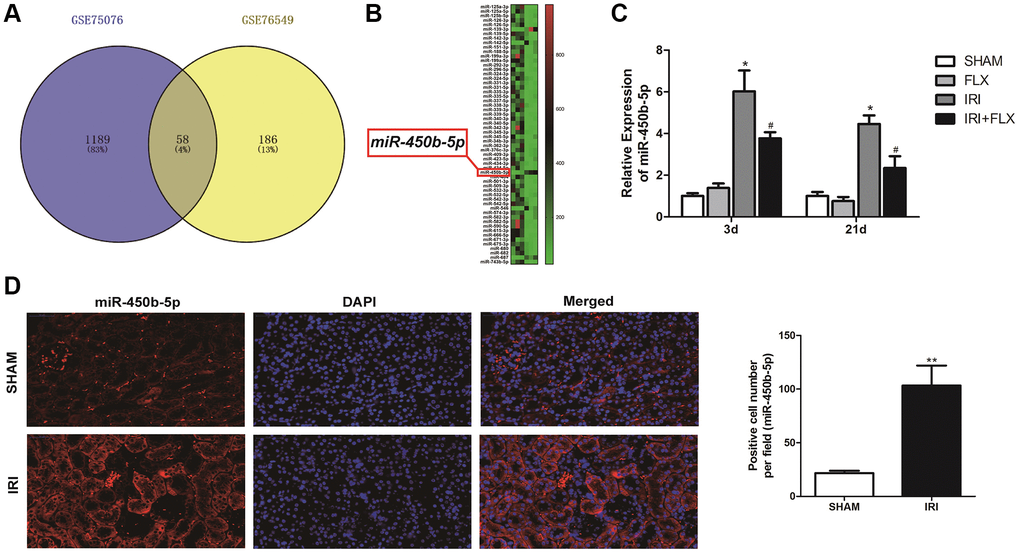 miR-450b-5p was high-expressed on renal IRI in rats. (A) The Gene Expression Omnibus (GEO) dataset obtained the potential differences of miRNAs by the gene expression matrices GSE75076, and GSE76549. (B) The heat map indicated the results of a two-way hierarchical clustering of the samples and found 58 differentially expressed miRNAs. (C) qRT-PCR assay showed the mRNA expression level of miR-450b-5p in SHAM, FLX, IRI and IRI+FLX groups. (D) FISH results showed the expression level of miR-450b-5p in SHAM group, and IRI group (magnification ×400). Data were presented as Mean ± SD, *significant difference vs. SHAM group (P **P #significant difference vs. IRI group (P 