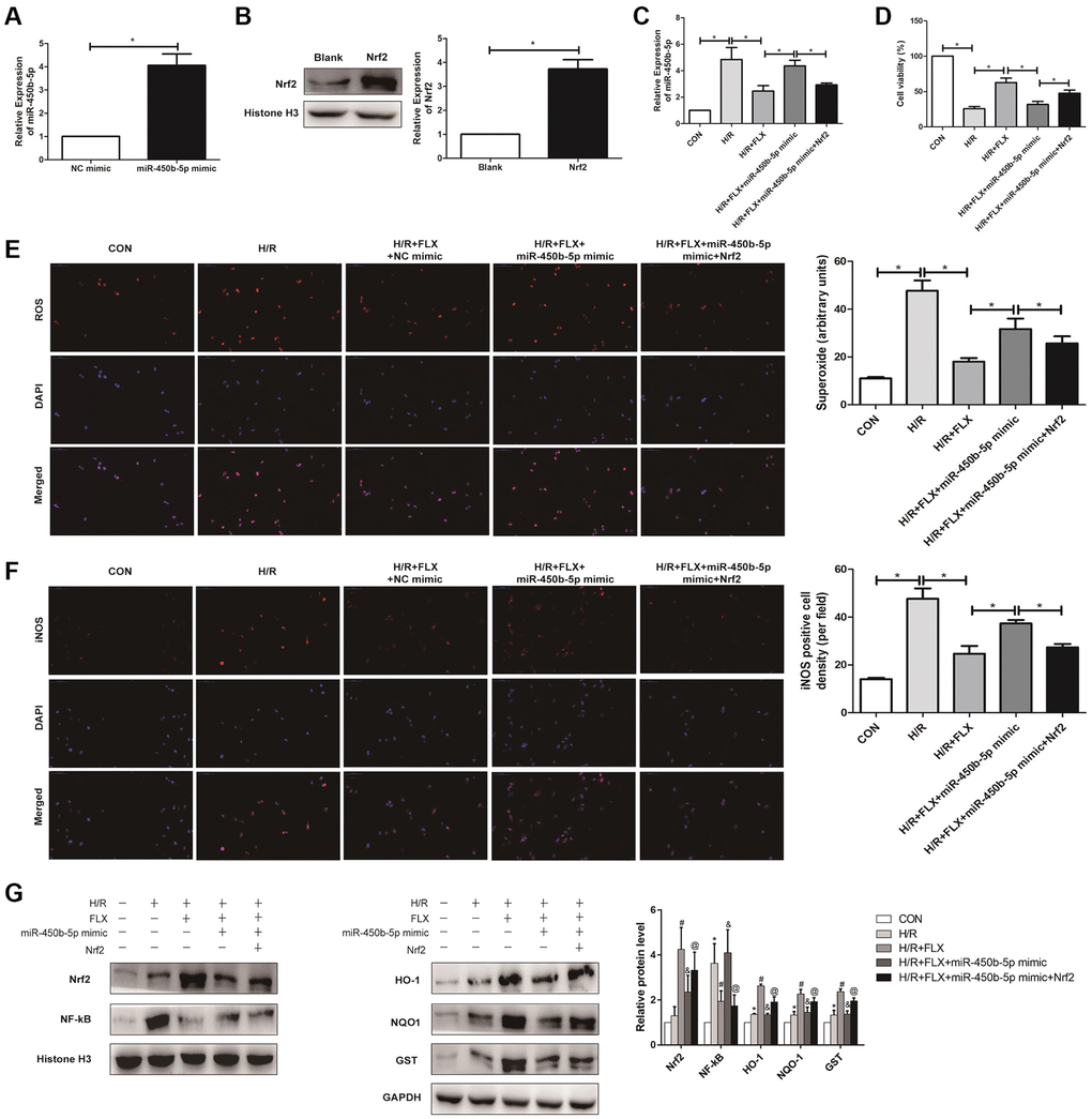 Fluoxetine up-regulates miR-450b-5p via Nrf2 signaling pathway in HK-2 Hypoxia/Reoxygenation (H/R) model. (A) mRNA expression level of miR-450b-5p after the transfection of miR-450b-5p over-expression vector in HK-2 cell line. (B) Protein expression level of Nrf2 after the transfection of miR-450b-5p over-expression vector in HK-2 cell line. (C) qRT-PCR analysis showed the expression level of miR-450b-5p from renal tissues in H/R group and H/R+FLX group after the injection of NC mimic, miR-450b-5p mimic or miR-450b-5p mimic+Recombinant protein Nrf2. (D) Cell viability of HK-2 in H/R group and H/R+FLX group after the injection of NC mimic, miR-450b-5p mimic or miR-450b-5p mimic+Recombinant protein Nrf2. (E) DHE staining of HK-2 cells in H/R group and H/R+FLX group after the injection of NC mimic, miR-450b-5p mimic or miR-450b-5p mimic+Recombinant protein Nrf2. ROS exhibit red fluorescence under fluorescent microscope (magnification ×400). (F) Immunohistochemical analysis showed the expression level of iNOS in H/R group and H/R+FLX group after the injection of NC mimic, miR-450b-5p mimic or miR-450b-5p mimic+Recombinant protein Nrf2 in HK-2 cell model (magnification ×400). (G) Western Blotting analysis showed the expression level of NF-κB, Nrf2 and Nrf2-dependent antioxidant enzymes, including HO-1, NQO1 and GST in H/R group and H/R+FLX group after the injection of NC mimic, miR-450b-5p mimic or miR-450b-5p mimic+Recombinant protein Nrf2 in HK-2 cell model. Data are expressed as mean ± SD. *significant difference vs. CON group (P #significant difference vs. H/R group (P &significant difference vs. H/R+FLX group (P @significant difference vs. H/R+FLX+miR-450b-5p mimic group (P 