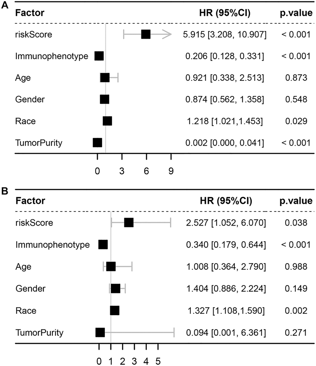 Univariate and multivariate Cox analyses. (A) Forest plot of univariate Cox analyses. (B) Forest plot of multivariate Cox analyses.