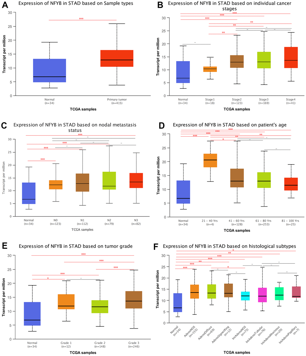 Correlation between the expression of NFYB and clinicopathological features of GC. (A) Expression of NFYB in STAD based on Sample types. (B) Expression of NFYB in STAD based on individual cancer stages. (C) Expression of NFYB in STAD based on nodal metastasis status. (D) Expression of NFYB in STAD based on patient’s age. (E) Expression of NFYB in STAD based on tumor grade. (F) Expression of NFYB in STAD based on histological subtypes.