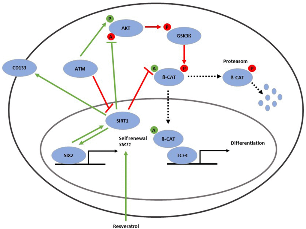 Gene regulatory network associated with the aging process in UdRPCs. SIRT1 protein is in the cell nucleus (purple circle) and can be induced by resveratrol as well as the renal progenitor-regulating transcription factor-SIX2. SIRT1 protein is positively correlated with mRNA expression of the renal stem cell markers CD133 and SIX2 and has major implications in the self-renewal of UdRPCs. SIRT1 is involved in deacetylation and thereby activation of protein kinase B (AKT) as well as deacetylation and thereby inactivation of ß-Catenin. AKT can be activated through phosphorylation by ATM. Activated AKT dephosphorylates and thereby inactivates GSK3β. GSK3β phosphorylates ß-Catenin, which then gets disassembled by the proteasome. Unphosphorylated and acetylated ß-Catenin is transferred to the nucleus, where it binds to TCF4 and induces nephrogenesis via activated WNT signaling.