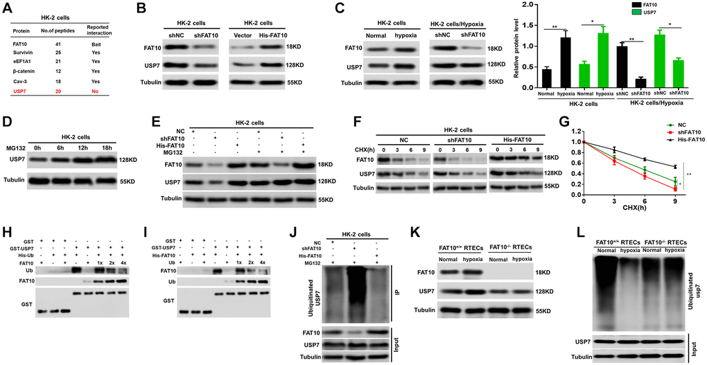 FAT10 interacting with USP7 and stabilising USP7 expression. (A) A partial list of FAT10-associated proteins were indicated by immunoprecipitation-mass spectrometry. (B) Protein levels of FAT10 and USP7 in FAT10-overexpressing or FAT10-silenced HK-2 cells were detected by western blotting. Tubulin was used as a loading control. (C) Determination (left) and quantification (right) of FAT10 and USP7 protein levels in HK-2 cells or FAT10-silenced HK-2 cells following treatment with hypoxia or without hypoxia. *P **P D) Western blot showing USP7 protein levels in HK-2 cells following treatment with 10 μM MG132 at different times. (E) HK-2 cells transduced with shFAT10 or Flag-FAT10 were treated with MG132. Cells were collected at 6 h and immunoblotted with the antibodies indicated. (F and G) Representative (F) and quantitative (G) results of USP7 protein level in FAT10-overexpression or FAT10-silencing cells. The cells were treated with cycloheximide (CHX, 100 μg/ml) for indicated time points were subjected to western blot analysis. The degradation rate of USP7 protein was calculated according to the ratio of USP7/tubulin. The quantification data represent mean ± SD from three independent experiments and were statistically analyzed with Student’s t-test, *P **P H and I) Competitive binding of USP7 was analyzed in a GST-pull down experiment. HEK-293 T cells were transfected with the indicated constructs and lysed for IP using anti-His beads to detect GST binding. (J) Knockdown or exogenous expression of FAT10 in HK-2 cells altered the ubiquitination of USP7. The cells in each group were treated with MG132. (K) Western blotting showing the protein expression of FAT10 and USP7 in FAT10+/+ RTECs and FAT10−/− RTECs following treatment with hypoxia or without hypoxia. (L) Ubiquitinated USP7 in in FAT10+/+ RTECs and FAT10−/− RTECs following treatment with hypoxia or without hypoxia. The cells in each group were treated with MG132.