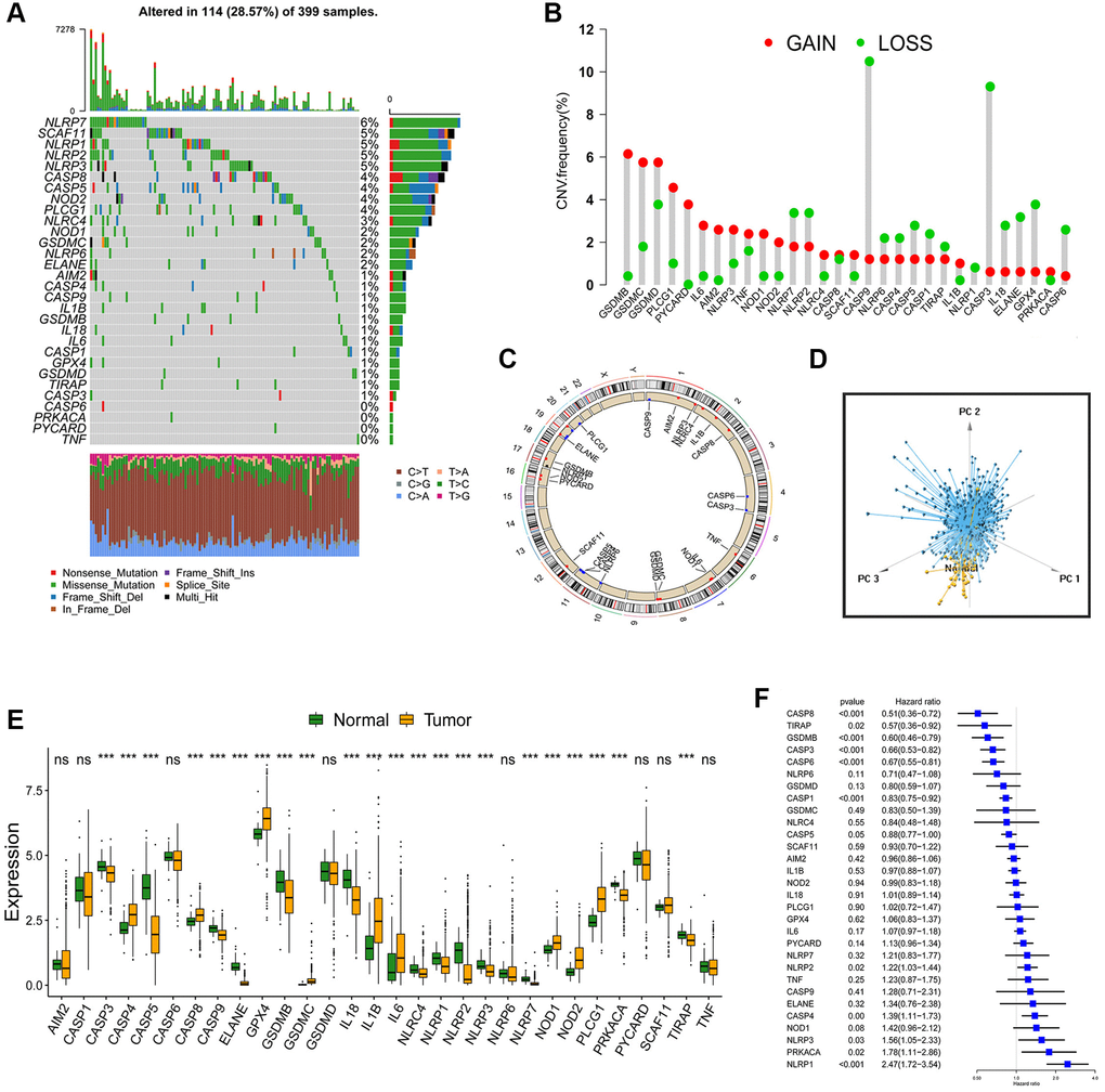 Landscape of genetic and expression variation of PRGs in CC. (A) Total of 114 of the 399 CC patients experienced genetic alterations of PRGs, with a frequency of 28.57%. The upper barplot showed the tumor mutational burden. The number on the right indicated the mutation frequency in each gene. The stacked barplot below showed fraction of conversions in each sample. Each column represented every individual patient. (B) The histogram showed the CNV variation frequency of PRGs. The height of the column represented the alteration frequency. The deletion frequency, green dot; The amplification frequency, red dot. (C) The location of CNV alteration of PRGs on 23 chromosomes. (D) Principal component analysis for the expression profiles of 30 PRGs to distinguish tumors from normal samples. Tumors were marked with blue and normal samples were marked with yellow. (E) The difference of mRNA expression levels of 30 PRGs between normal and CC samples (*P **P ***P F) The univariate Cox regression model was used to analyze the prognosis of 30 PRGs in 6 CC cohorts. Hazard ratio >1 indicated risk factors for survival, and hazard ratio 