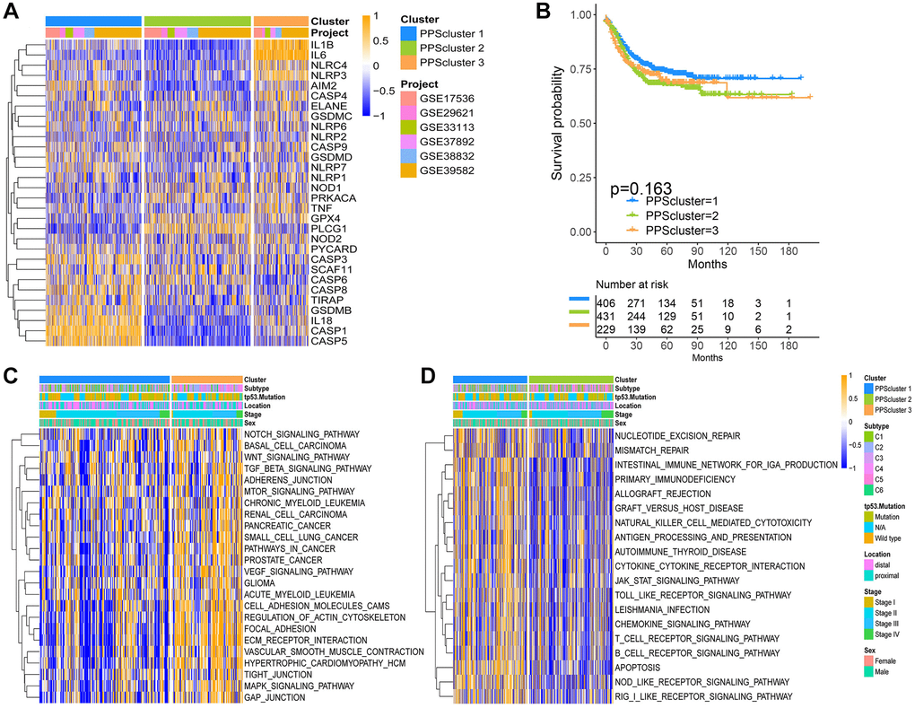 Pyroptosis patterns and relevant biological pathway for each pattern. (A) Unsupervised clustering of 30 PRGs in the six CC cohorts. The PPSclusters and cohorts’ names were used as patient annotations. Each column represented patients and each row represented PRGs. (B) Unsupervised clustering analysis of CC patients from 6 GEO cohorts (GSE39582, GSE38832, GSE37892, GSE33113, GSE29621 and GSE17536) resulted in three pyroptosis patterns. Kaplan-Meier curves of relapse-free survival for CC patients in the meta-GEO cohort with different pyroptosis patterns. (C, D) The heatmaps were used to visualize the gene set variation analysis score of representative biological pathways in distinct pyroptosis patterns. The color of orange represented activated pathways and blue represented inhibited pathways. The CC cohorts were used as sample annotations. PPScluster-1 vs. PPScluster-3 (C) and PPScluster-1 vs. PPScluster-2 (D).