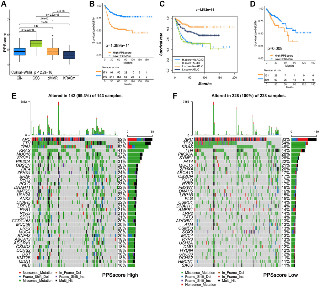 Analysis of pyroptosis patterns characteristics and tumor somatic mutation. (A) The Kruskal-Wallis test was used to compare the statistical differences of PPSscore among the four molecular subtypes. (B) Survival analyses for low and high PPSscore patient groups in GSE39582 using Kaplan-Meier curves. (C) Survival analyses for subgroup patients classified by PPSscore and treatment with adjuvant chemotherapy (ADJC) using Kaplan-Meier curves. (D) Survival analyses for low and high PPSscore patient groups in the TCGA-COAD cohort using Kaplan-Meier curves. (E, F) Tumor somatic mutation landscape in TCGA-COAD cohort were established according to high PPSscore (E) and low PPSscore (F). Each column represented individual patients. The upper barplot showed TMB. The right number indicated the mutation frequency in each gene. The right barplot showed the proportion of each variant type.