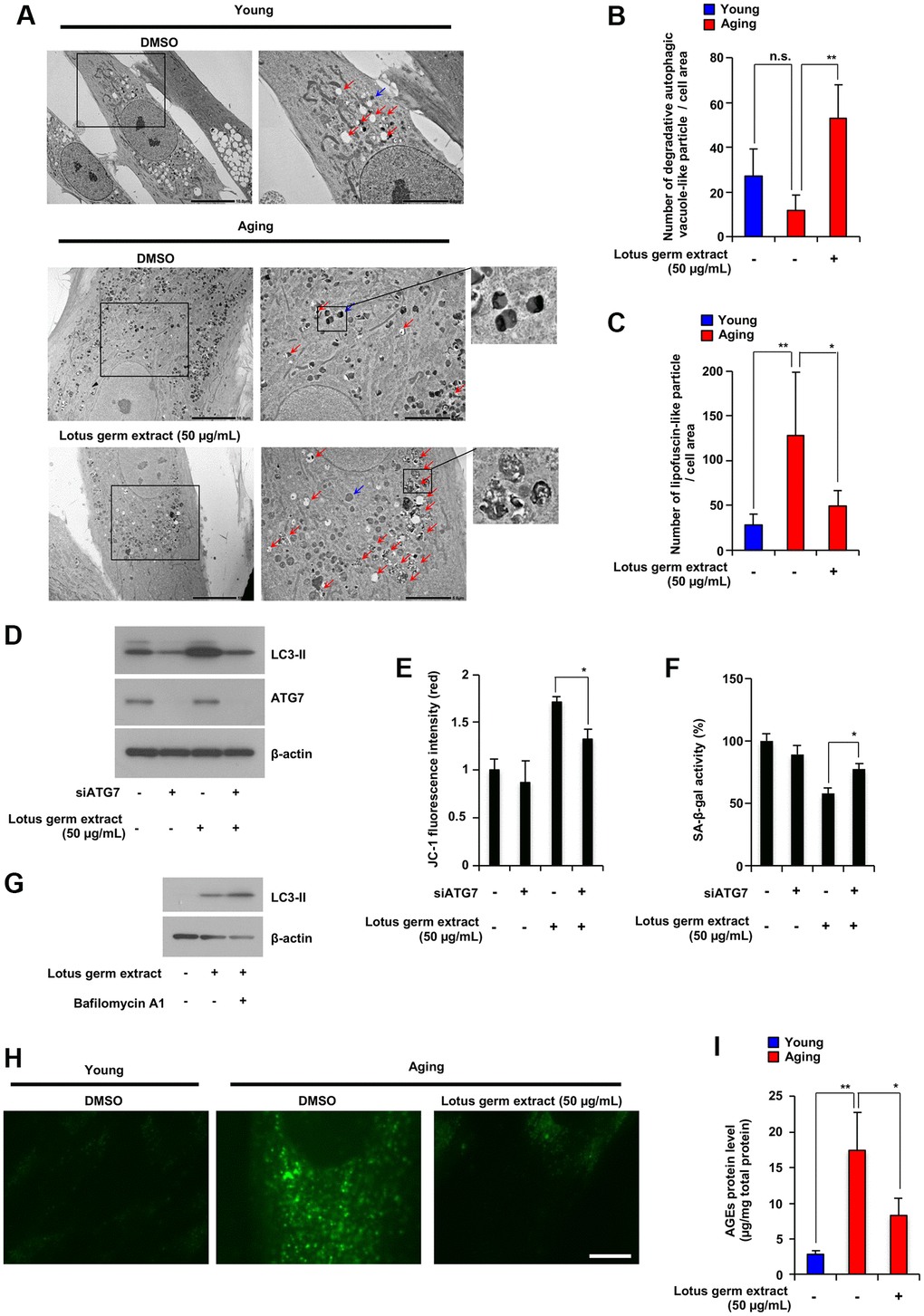 Lotus germ extract induced autophagy and decreased aging-related accumulation of lipofuscin-like particles and AGEs. (A–C) Young and aging NB1RGB cells with DMSO (−) or lotus germ extract (50 μg/mL) treatment (+) were subjected to TEM. The scale bar in the left panel represents 10 μm. Higher magnification images are shown in the right panel, with the scale bar representing 5 μm. Blue arrows indicate aged-related increased lipofuscin-like particles. Red arrows indicate degradative autophagic vacuole-like particles. The numbers of lipofuscin-like particles (B) and degradative autophagic vacuole-like particles (C) in each cell area were determined. Data are presented as the mean ± SD (n = 5). (D and E) Lotus germ extract induced autophagy, which plays an important role in the suppression of cellular aging phenotypes. Aging NB1RGB cells were transfected with siControl or siATG7 for 24 h, followed by treatment with DMSO (−) or 50 μg/mL lotus germ extract (+) for 24 h. Cells were subjected to immunoblotting using the indicated antibodies (D). JC-1 activity was determined based on fluorescence intensity (E). (F) Aging NB1RGB cells were transfected with siControl or siATG7 for 24 h, followed by treatment with DMSO (−) or 50 μg/mL lotus germ extract (+) for 3 days, and SA-β-gal activity was measured. (G) Treatment with the lotus germ extract stimulates autophagosome synthesis. Aging NB1RGB cells were treated with DMSO (−) or 50 μg/mL lotus germ extract (+) for 24 h, followed by treatment with or without bafilomycin A1 (1 μg/mL) (+) for 2 h. Cells were subjected to immunoblotting using the indicated antibodies. (H and I) Lipofuscin-like particle and AGE levels were decreased by lotus germ extract treatment. Young and aging NB1RGB cells were treated with DMSO (−) or 50 μg/mL lotus germ extract (+) for 3 days and subjected to fluorescence microscopy analysis to detect autofluorescence due to lipofuscin-like particles (H) or AGE levels by ELISA (I). Data are presented as the mean ± SD of three simultaneously performed experiments (E and F, I). P value was calculated using two-way ANOVA; n.s.: not significant, *P **P 