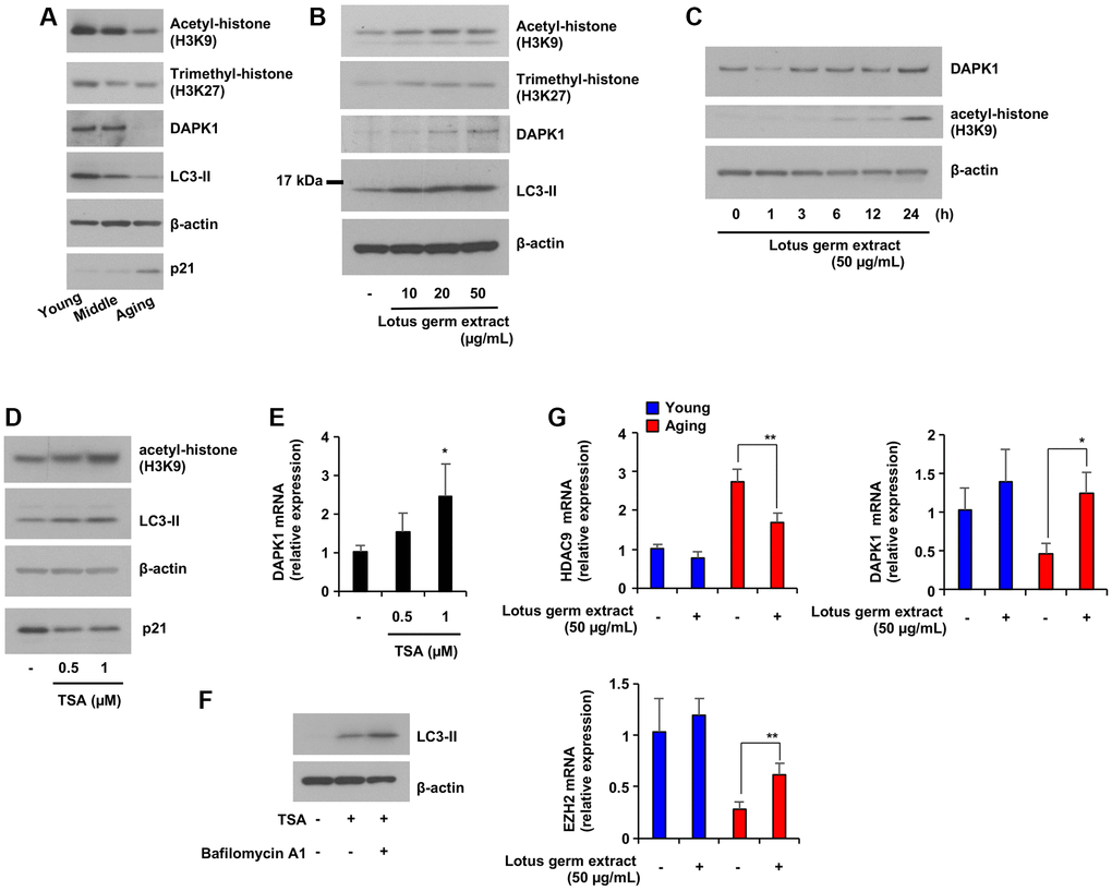 Lotus germ extract induced DAPK1 expression via the inhibition of age-dependent histone acetylation. (A) Cellular aging suppressed DAPK1 expression and LC3-II expression. NB1RGB cells at several passages were subjected to immunoblot assays using the indicated antibodies. (B) Lotus germ extract induced histone acetylation. Aging NB1RGB cells were treated with the indicated concentration of lotus germ extract for 24 h and subjected to immunoblot assays using the indicated antibodies. (C) Aging NB1RGB cells were treated with the indicated concentration of lotus germ extract for the indicated time and subjected to immunoblot assays using the indicated antibodies. (D and E) Inhibition of histone acetylation increased DAPK1 mRNA expression in aging NB1RGB cells. Cells were treated with DMSO (−) or the indicated concentration of TSA for 24 h and subjected to immunoblotting assay (D) or q-PCR assay (E). (F) The treatment with TSA stimulates autophagosome synthesis. Aging NB1RGB cells were treated with DMSO (−) or 1 μM TSA for 24 h, followed by treatment with or without bafilomycin A1 (1 μg/mL) for 2 h. Cells were subjected to immunoblotting using the indicated antibodies. (G) Lotus germ extract specifically modulated epigenetic control genes in aging cells. Young and aging NB1RGB cells were treated with DMSO (−) or 50 μg/mL lotus germ extract (+) for 24 h and subjected to qPCR. Data are presented as the mean ± SD of three simultaneously performed experiments (E, G). Each P value was calculated using two-way ANOVA; n.s.: not significant, *P **P 