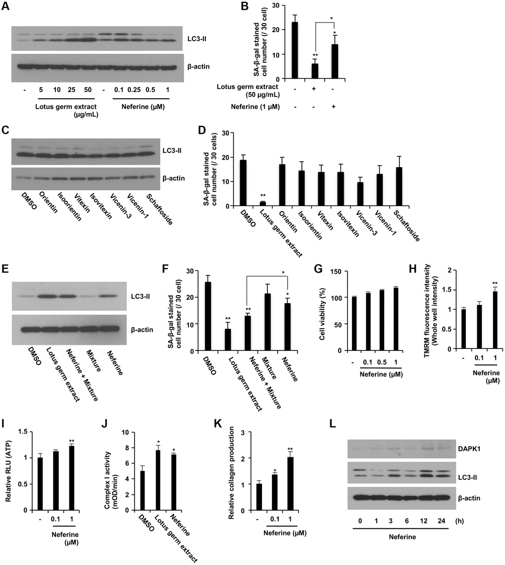 Neferine and several flavonoids play a central role in the antiaging effects of lotus germ extract. (A and B) Neferine treatment induced autophagy and suppressed SA-β-gal activity. Aging NB1RGB cells were treated with DMSO (−) or the indicated concentration of lotus germ extract or neferine for 24 h and subjected to immunoblot (A) or SA-β-gal activity (B) assays. Lotus germ extract at 50 μg/mL included 1 μM neferine. (C and D) Several polyphenols included in lotus germ extract did not induce autophagy or suppress SA-β-gal activity. Aging NB1RGB cells were treated with DMSO (-) or the indicated compounds at 10 μM for 24 h and subjected to immunoblot (C) or SA-β-gal activity (D) assays. The polyphenol mixture (0.11 μM orientin and 0.76 μM vicenin-1) stimulated neferine-dependent induction of autophagy and suppressed SA-β-gal activity. Aging NB1RGB cells were treated with DMSO (−) or 50 μg/mL lotus germ extract or 1 μM neferine with or without a mixture of 0.76 μM vicenin-1 and 0.11 μM orientin for 24 h and subjected to immunoblotting (E) or SA-β-gal activity (F) assays. (G–J) Neferine rejuvenates aging fibroblasts. Aging NB1RGB cells were treated with DMSO (−), 50 μg/mL lotus germ extract, neferine at the indicated concentration (G–I, K), or 1 μM (J) for 24 h. (G) Cell viability was determined using an MTT assay. (H) ΔΨm was determined by the TMRM red fluorescence intensity, indicating activated mitochondria. (I) ATP levels were determined using a CellTiter-Glo assay. (J) Mitochondrial complex I activity was determined. (K) Collagen productions were determined. (L) Aging NB1RGB cells were treated with 1 μM neferine for the indicated times and subjected to immunoblotting using the indicated antibodies. Data are presented as the mean ± SD of three simultaneous experiments (B, D, F–K). Each P value was calculated using two-way ANOVA; *P **P 