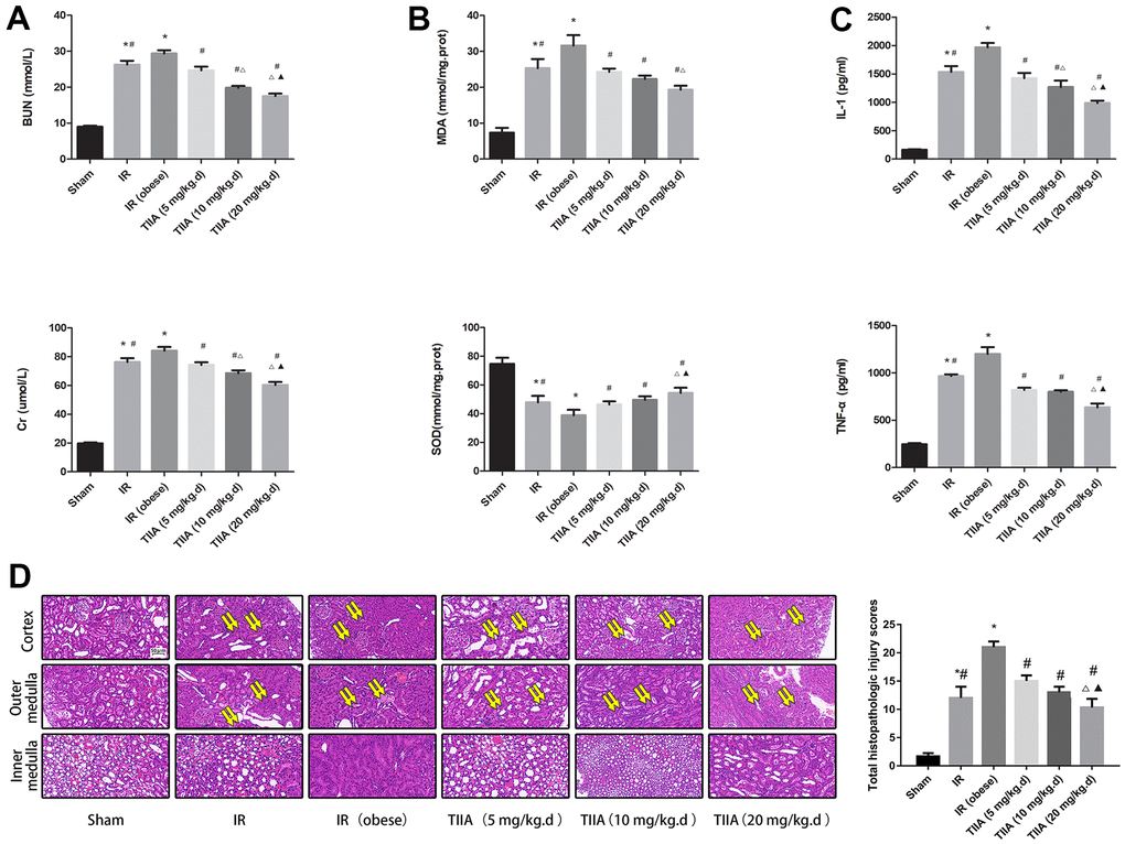 Tanshinone IIA (TIIA) improved the renal function, malondialdehyde (MDA), superoxide dismutase (SOD), inflammatory factor, and renal architecture after renal ischemia-reperfusion (IR). Rats were pre-treated with TIIA followed by removing the right kidney and clamping of the left renal artery for 30 min and reperfusion for 24 h. Sham rats were used as control. Renal function (A), MDA, SOD (B), inflammatory factor (C), and renal architecture (D) were evaluated under different groups. Representative photomicrographs of renal histology (D), the scale bars represent a length of 50 μm on histology, swollen renal tubules (paired yellow arrow). Data are shown as mean ± SD. *p #p ∆p ▲p 