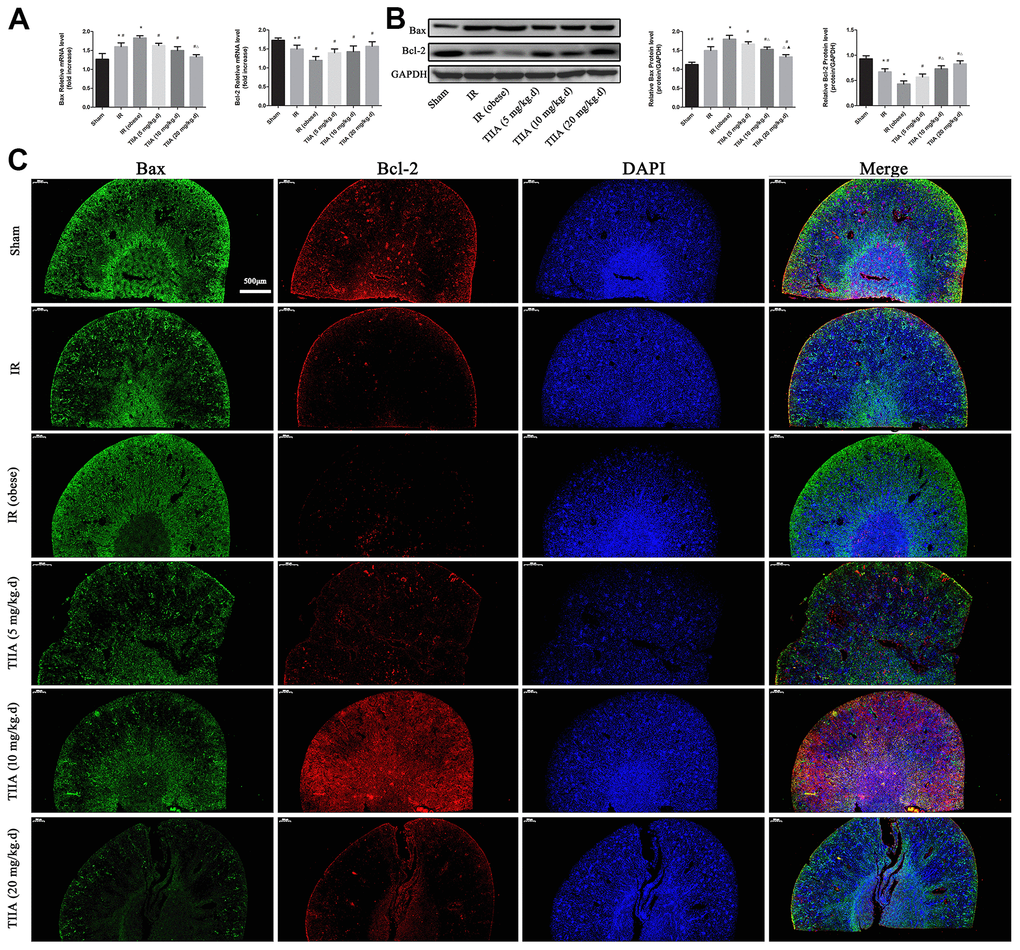 Tanshinone IIA (TIIA) decreased Bax and increased Bcl-2. The expression of Bax and Bcl-2 in mRNA (A) and protein (B) level. Immunofluorescence results of Bax (green) and Bcl-2 (red) expression in nephridial tissue, the scale bars represent a length of 500 μm on histology (C). *p #p ∆p ▲p 