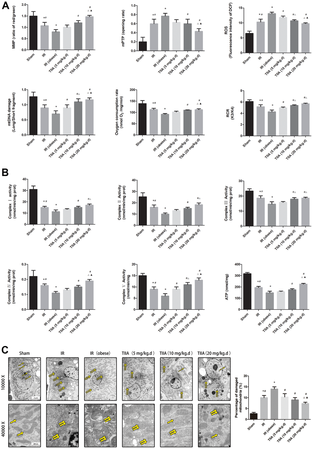 Tanshinone IIA (TIIA) preserved renal mitochondrial function in renal ischemia-reperfusion (IR)-induced renal injury. The MMP (ratio of red/green), the opening of mPTP (%), the mitochondrial ROS, the mtDNA damage (ratio of long/short fragments), the mitochondrial RCR, mitochondrial oxygen consumption rate (A), the mitochondrial respiratory chain complex enzymes (I, II, III, IV, and V), and ATP (B) were recorded above. Electron microscope pictures (10 000×, 40 000×) of renal tissue after IR, the scale bars represents a length of 2 μm and 200 nm on tissues respectively. Abnormal mitochondrial (paired yellow arrow) morphology show that mitochondrial membrane rupture or swellings, normal mitochondrial (single yellow arrow) morphology type show that mitochondrial membrane smooth and inner carinulae distinct (C), and percentage of damaged mitochondria (C). Data are shown as mean ± SD. *p #p ∆p F070p 