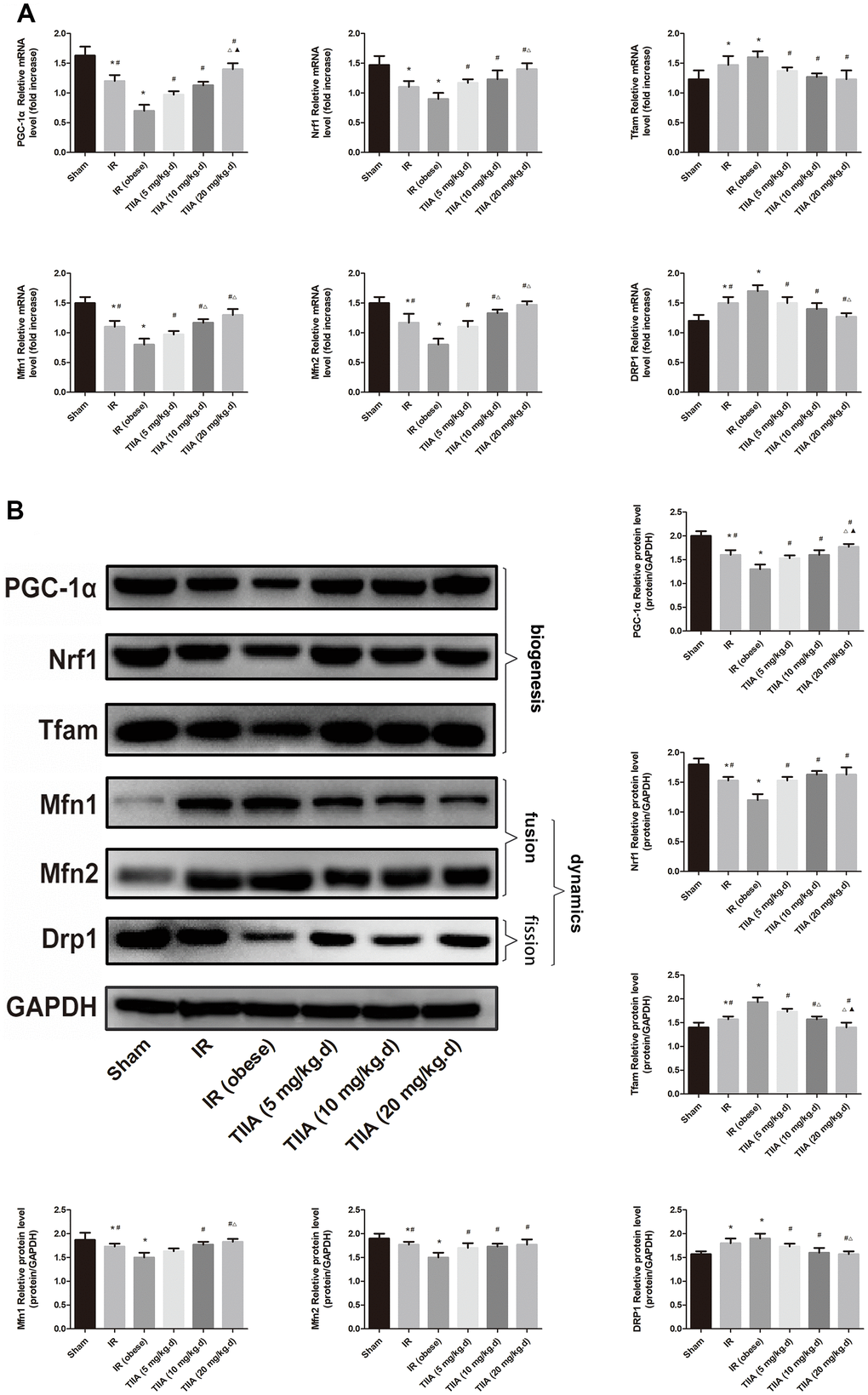 Tanshinone IIA (TIIA) preserved mitochondrial biogenesis and dynamics in renal ischemia-reperfusion (IR)-induced renal injury. The expression of PGC-1α, Nrf1, and Tfam in mRNA and protein level. The expression of Mfn1, Mfn2, and Drp1 in mRNA (A) and protein (B) levels. *p #p ∆p F070p 