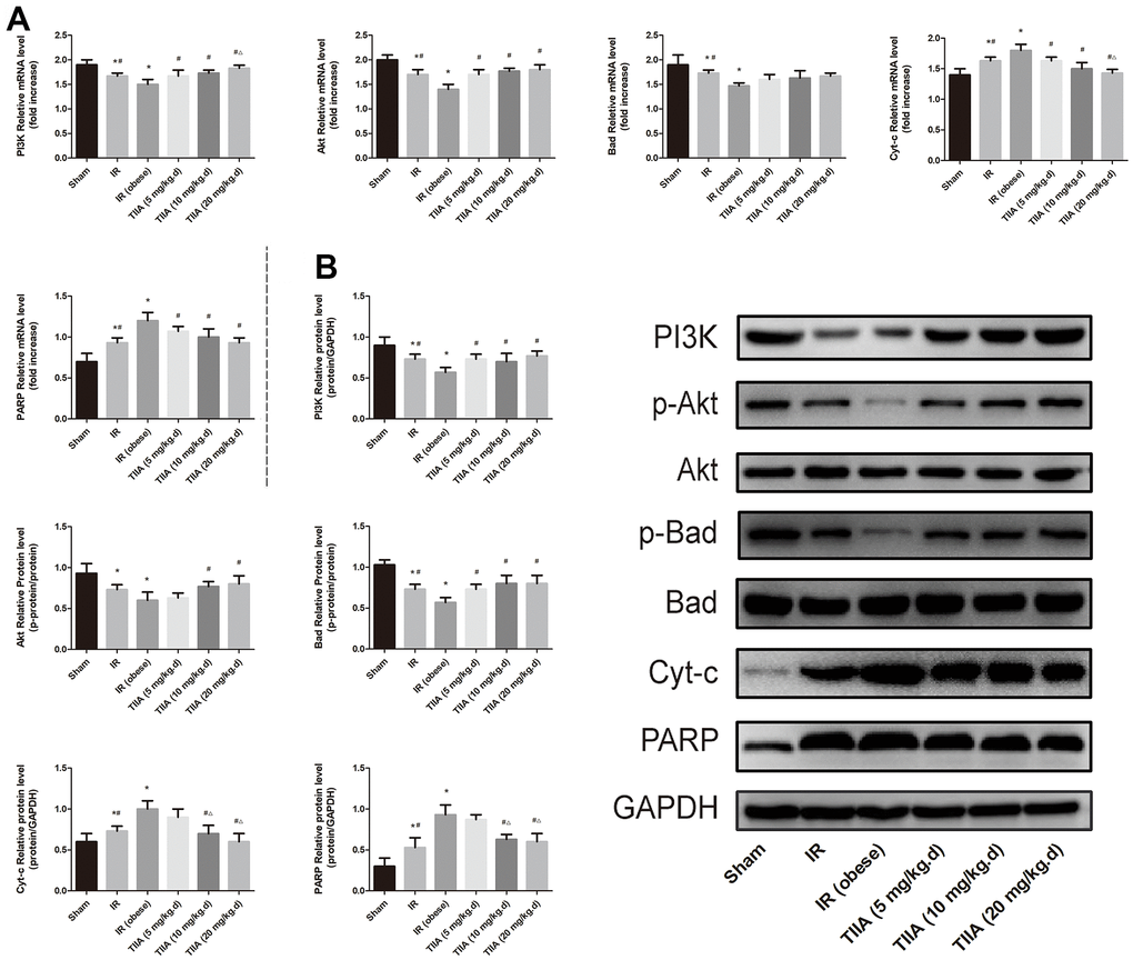 Tanshinone IIA (TIIA) modulated PI3K/Akt/Bad pathway. The expression of PI3K, p-Akt, Akt, p-Bad, Bad, Cyt-c, and PARP in mRNA (A) and protein (B) levels. *p #p ∆p F070p 