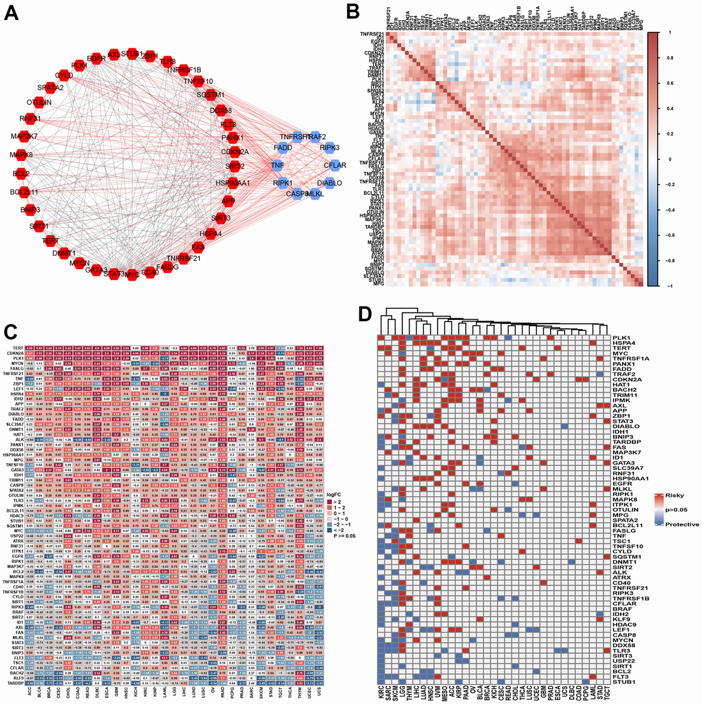 The landscape of necroptosis regulators. (A) Protein-protein interaction among necroptosis regulators (Blue: Top 10 hub genes; Red: non-hub genes). (B) Heatmap showed the expression profiling of necroptosis regulators between tumors and normal samples. (C) Heatmap indicated the correlations among necroptosis regulators in pan-cancer. (D) The prognosis role of necroptosis regulators in pan-cancer using log-rank method.