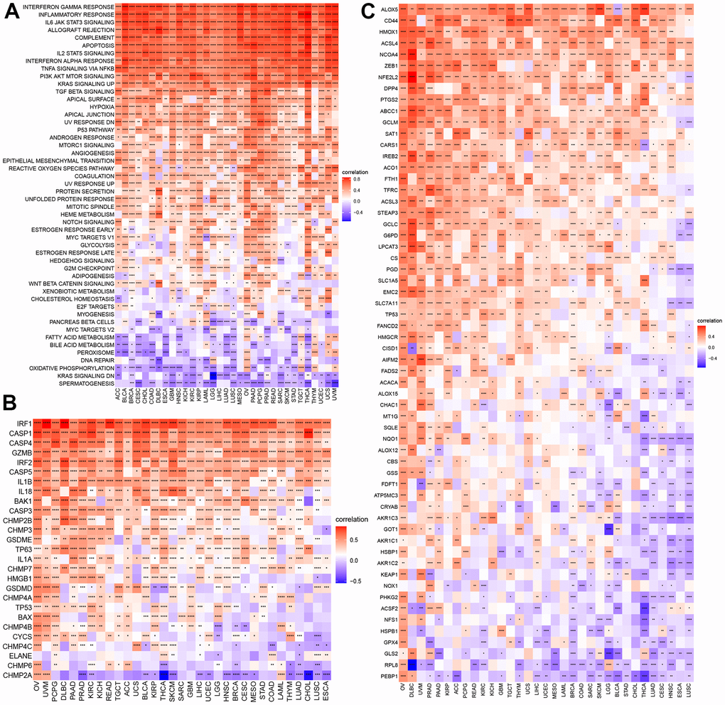 GSVA of NPS and its correlations with cell death. (A) GSVA of NPS. (B, C) Correlations of NPS with pyroptosis and ferroptosis regulators.