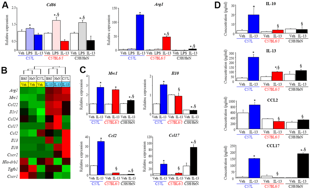 Characterization of macrophage phenotype across mouse strains after exposure to polarizing stimuli. Bone marrow derived macrophages from each strain were polarized with vehicle (PBS), LPS (1 ng/ml) or IL-13 (10 ng/ml). After 3 days of exposure to each stimulus, total RNA was isolated for further assays. (A) Polarization in response to LPS (M1) or IL-13 (M2) was evaluated by assessing the level of Cd86 and Arg1 mRNA with quantitative PCR (QPCR) normalized to β-actin mRNA. (B) The expression of genes related to M2 polarization was evaluated in macrophages treated with vehicle or IL-13 using the NanoString nCounter Gene Expression Assay and a custom code set. Unsupervised hierarchical clustering of M2 related genes was performed (left panel). (C) mRNA expression of Mrc1, Il10, Ccl2 and Ccl17 in polarized macrophages was confirmed by QPCR. (D) The concentrations of IL-10, IL-13, CCL2 and CCL17 in supernatants collected from polarized macrophages were determined with ELISA. Veh: PBS, BL6J: C57BL6/J, HeN: C3H/HeN. Columns: mean, error bars: +SD, *p§p