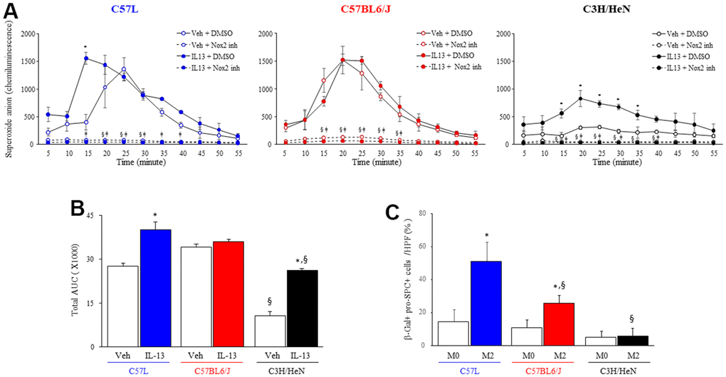 NOX2-mediated macrophage superoxide production and senescence inducing capacity varies by strain. (A) Superoxide production was measured by luminol-amplified chemiluminescence in M2 macrophages (IL-13 treated) stimulated with PMA (100 ng/ml) in the presence or absence of a NOX2 inhibitor, GSK2795039 (100 nM). Each symbol: mean, error bars: +SD, *p§pǂpB) Area under the curve analysis for Superoxide production after IL-13 and PMA treatment. (C) Enriched primary AECII from the three strains of mice were seeded on transwell inserts (pore size: 0.4 μm) and cocultured for 3 days with syngeneic M2 macrophages polarized with IL13. AECII were fixed after 3 days, and senescence associated β-gal activity was assessed followed by confirmatory immunocytochemical localization of pro-surfactant C (pro-SPC). The percent of senescent AECII was scored. Columns: mean, error bars: +SD, *p§p