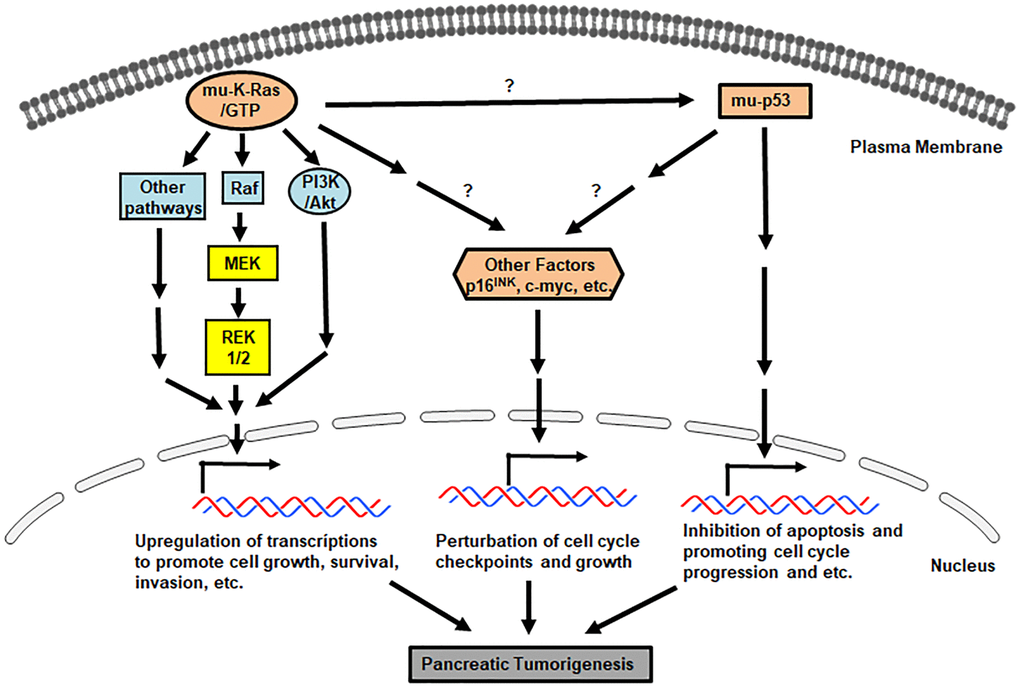 Pro-pancreatic tumorigenic, aberrant genes/proteins and pathways. Signals mediated by mu-K-ras, mu-p53 and loss of p16INK promote various uncontrollable cell growth, cell cycle progression and etc.