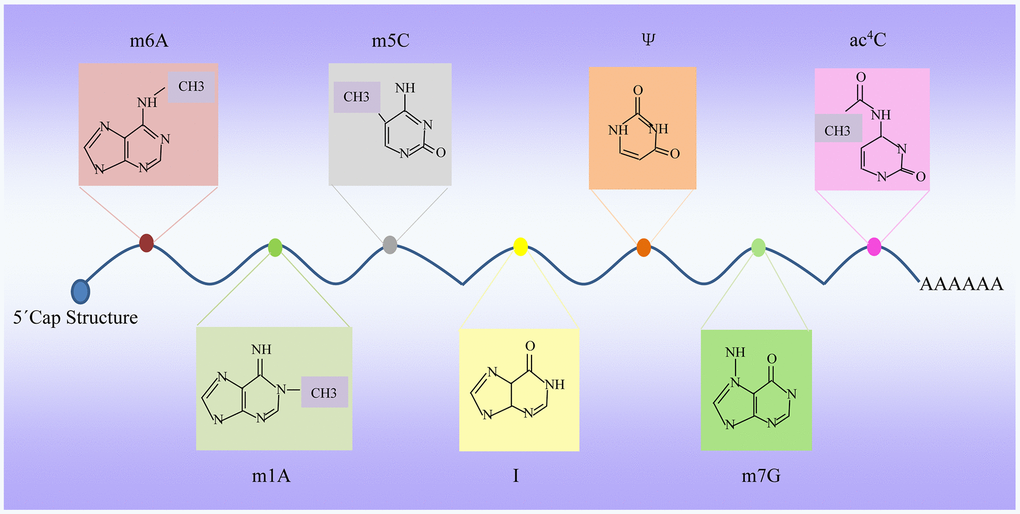 Dynamic RNA modifications. Multiple internal modifications within mRNAs, and specific groups of modifications are highlighted, along with modification deposition, removal, and base pairing of modification pairs for downstream recognition. m6A, N6-adenosine methylation; m5C, 5-methylcytidin; ac4C, N4-acetylcytidine; Ψ, pseudouridine; A-to-I, adenosine-to-inosine; m7G, N7-methylguanosine; m1A, N1-adenosine methylation.