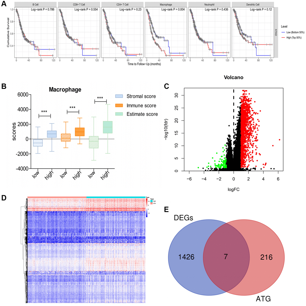 DE-ATGs related to GC immunity. (A) Macrophage infiltration is significantly negatively correlated with prognosis in patients with GC. (B) Distribution of ESTIMATE scores, immune scores, and stromal scores between high- and low-macrophage infiltration groups. (C, D) Volcano plot and Heatmap of the DEGs between high- and low-macrophage infiltration groups (Upregulated genes are indicated in red dots; downregulated genes are indicated in green dots). (E) Venn diagram analysis of DE-ATGs between DEGs and ATGs.