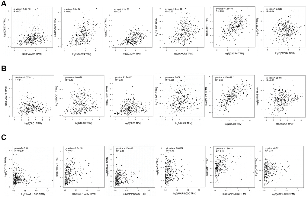 Association between CXCR4/DLC1/MAP1LC3C and crucial immune checkpoint genes or surface molecules. Analyses of association of ICB-related genes or surface molecules (CD274/PDCD1/CTLA4/LAG-3/NRP-1/CD73) with (A) CXCR4, (B) DLC1, and (C) MAP1LC3C.