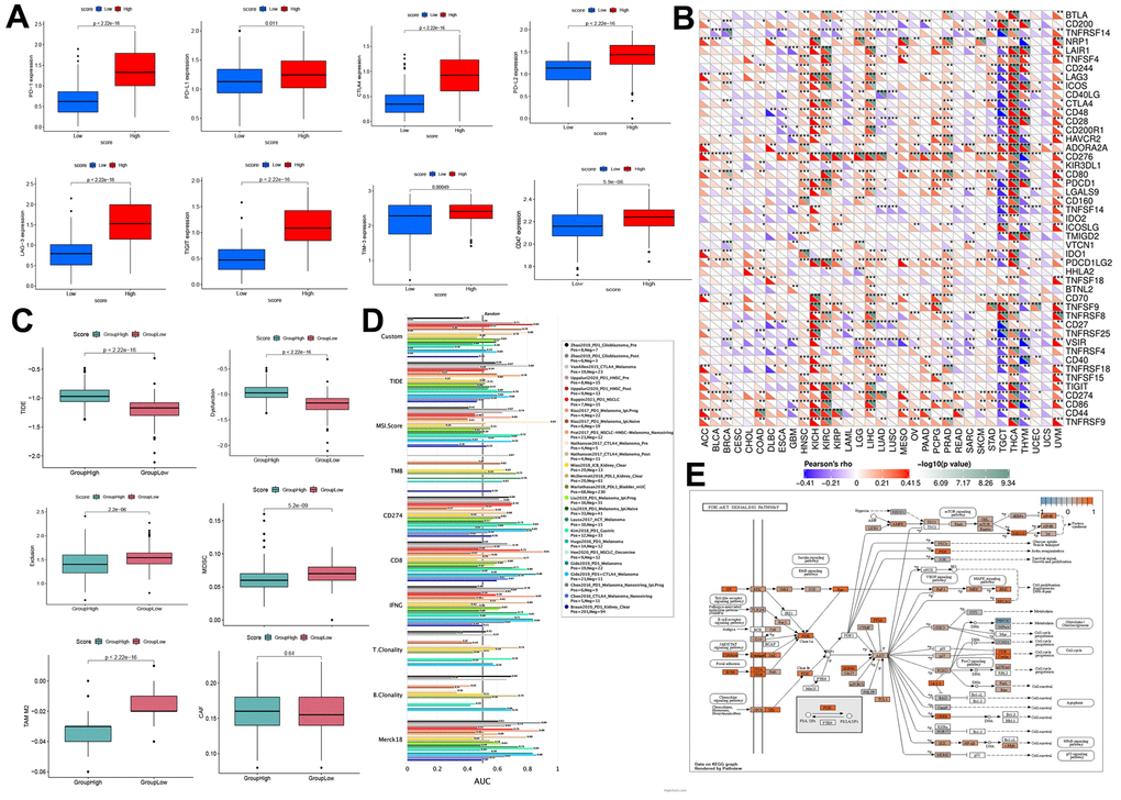 Prediction of immunotherapy effect. (A) High-and low-score groups associated with the expression levels of immune checkpoint molecules, including PD-1, CTLA-4, PD-L1, PD-L2, LAG-3, TIM-3, TIGIT, and CD47. (B) Relations between the expression of RRM2 and immunoinhibitors. (C) Relation of RRM2 expression with TIDE, dysfunction, exclusion, MDSC, TAM-M2, and CAF. (D) Comparison of the abilities of recognized biomarkers or genes in predicting RRM2’s response to immunotherapy. (E) Correlation of RRM2 expression with the PI3K-AKT signal pathway. P