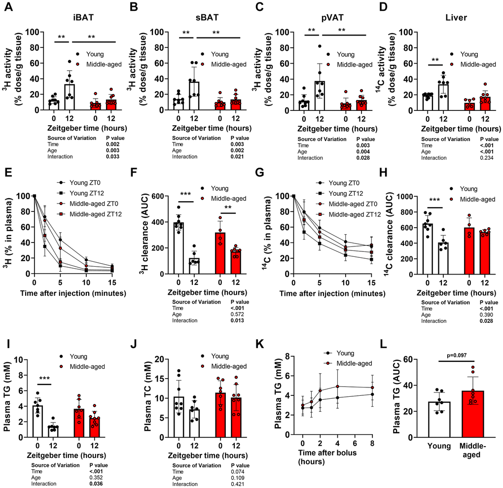 Oscillations of organ uptake, plasma clearance, and plasma levels of lipids during aging. Young (27–31 weeks old) and middle-aged (67–71 weeks old) female APOE*3-Leiden.CETP mice were injected with triglyceride (TG)-rich lipoprotein-like particles double-labeled with glycerol tri[3H]oleate and [14C]cholesteryl oleate at Zeitgeber Time 0 and 12 (n = 7–8 mice/group/time point) to assess [3H]oleate uptake by (A) interscapular brown adipose tissue (iBAT), (B) subscapular BAT (sBAT), and (C) perivascular adipose tissue (pVAT), and (D) [14C]cholesteryl oleate uptake by the liver, and plasma decay of (E, F) [3H]oleate and (G, H) [14C]cholesteryl oleate (n = 4–8 mice/group/time point). Fasted plasma levels of (I) TG and (J) total cholesterol (TC) (n = 7–8 mice/group/time point). (K) Oral lipid tolerance test performed at ZT12 with blood collection for plasma TG measurement, after which (L) the area under the curve (AUC) was calculated (n = 7–8 mice/group). Bar graphs and data points on curves represent means ± SD. *p **p ***p t-test or two-way ANOVA and following Tukey’s multiple-comparison test.