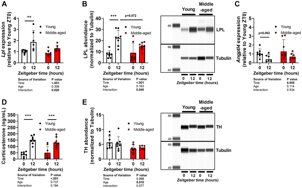 Oscillations of lipoprotein in brown adipose tissue and its regulators during aging. Subscapular brown adipose tissue of young (27–31 weeks old; white circles or bars) and middle-aged (67–71 weeks old; black circles or bars) female APOE*3-Leiden.CETP mice was collected at Zeitgeber Time 0 and 12 (n = 7–8 mice/group/time point). (A) Gene expression of lipoprotein lipase (Lpl) measured by quantitative polymerase chain reaction, normalized to ß-actin, and shown relative to the expression in young mice at ZT0. (B) Protein abundance of LPL measured by automated Western blot, and normalized to Tubulin levels. (C) Gene expression of angiopoietin-like 4 (Angptl4). (D) Corticosterone levels measured in plasma collected from young (17–21 weeks old) and middle-aged (57–61 weeks old) mice at Zeitgeber Time 0 and 12. (E) Protein abundance of tyrosine hydroxylase (TH). Bar graphs represent means ± SD. **p ***p 