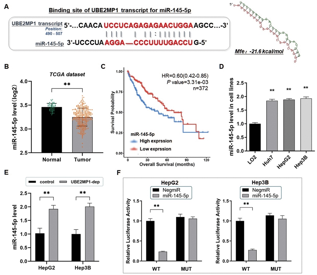 UBE2MP1 transcript sponges miR-145-5p and was positively correlated with RGS3. (A) Predicted binding sequence of UBE2MP1 transcript with the seed sequence of miR-145-5p. The minimum free energy (Mfe) hybridization is calculated as: -21.6 kcal/mol. The comprehensive expression profile of miR-145-5p in pan-cancers (**PB) The expression profile of miR-145-5p in HCC through analysis of the dataset from the TCGA database (**PC) Exploration of the TCGA datasets indicated a significant decline of miR-145-5p in HCC associated with shortened overall survival. (D) The RT-qPCR assay demonstrated a significant decrease of miR-145-5p in three HCC cell lines, in comparison with the control LO2 cells (**PE) The expression of miR-145-5p in both HepG2 and Hep3B cells was significantly elevated by depleting UBE2MP1 (**PF) The dual-luciferase reporter assay verified the direct interaction of UBE2MP1 to miR-145-5p, as a molecular sponge (**P