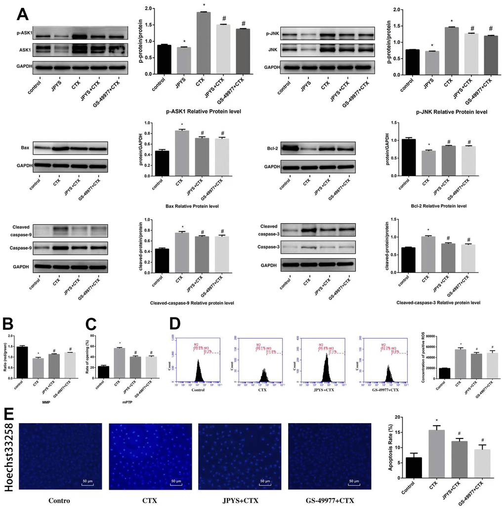 JPYS inhibited ASK1/JNK-induced apoptosis and mitochondrial dysfunction in vitro. To investigate whether the anti-apoptotic efect of JPYS-containing serum (4 %) was associated with the ASK1/JNK pathway. GS-49977 (5 μM) was the inhibitor of ASK1. (A) We used western blot to detect the target genes of the ASK1/JNK pathway in protein level; (B) The MMP (ratio of red/green); (C) The opening of mPTP (%); (D) The ROS levels; (E) Hoechst 33258 staining was used to detect the apoptosis and counted the percentage of apoptotic cells. Data are shown as mean ± SD. *p #p 