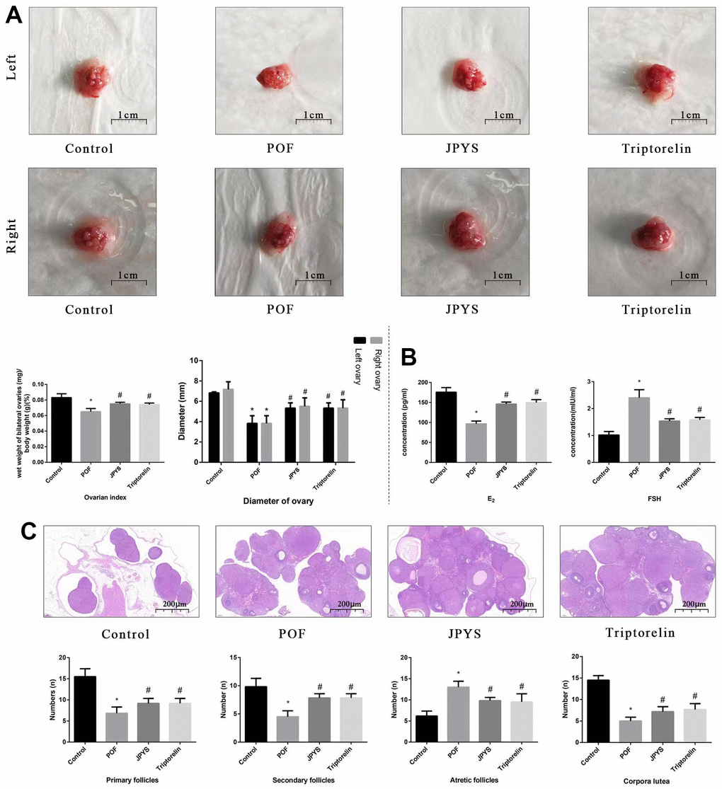 JPYS improved the ovarian function in premature ovarian failure (POF) rats. Rats were treated with JPYS (11.0 g/kg.d) and pre-treated with triptorelin (1.5 mg/kg) followed by intraperitoneally injected cyclophosphamide (50 mg/kg). (A) Diameter of bilateral ovaries and Ovarian index (Ovarian index= wet weight of bilateral ovaries (mg)/ body weight (g)×100 %, the size of the ovary in POF group were significantly reduced compared with control group), the scale bars represents a length of 1 cm on histology; (B) Ovarian function (follicle stimulating hormone (FSH) and oestradiol (E2)); (C) Histological assessment of the ovarian tissue using hematoxylin-eosin (HE) staining (All phases of follicles (primary follicles, secondary follicles, and atretic follicles) and corpora lutea were counted), the scale bars represents a length of 20 μm on histology. Data are shown as mean ± SD. *p #p △p 