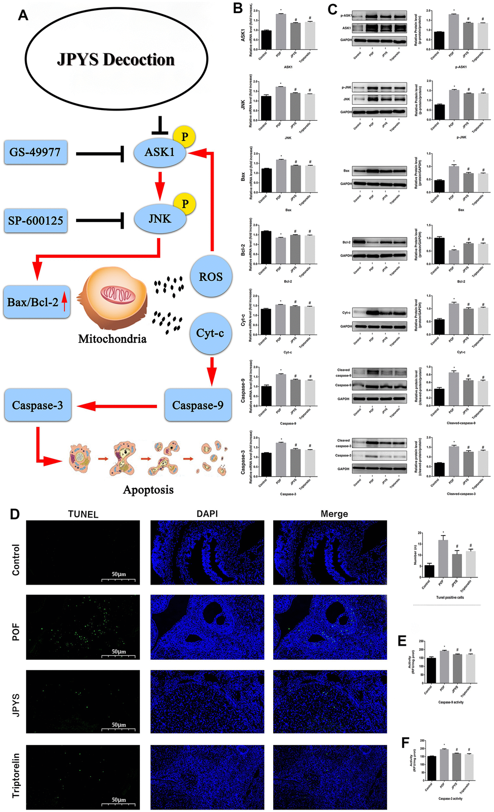 JPYS improved mitochondrial function and inhibited apoptosis via inhibiting ASK1/JNK pathway. Rats were treated with JPYS (11.0 g/kg.d) and pre-treated with triptorelin (1.5 mg/kg) followed by intraperitoneally injected cyclophosphamide (50 mg/kg). Graphical abstract (A): Mitochondrial dysfunction of the ovarian GC occurs following POF and can lead to apoptosis. JPYS can relieve GC apoptosis by improving mitochondrial function via inhibiting the ASK1/JNK pathway in vivo and vitro. We used real-time qPCR and western blot to detect the target genes of ASK1/JNK pathway in mRNA (B) and protein (C) levels. TUNEL positive cells (D), the scale bars represents a length of 50 μm on histology. The activity of caspase-9 (E). The activity of caspase-3 (F). Data are shown as mean ± SD. *p #p △p 