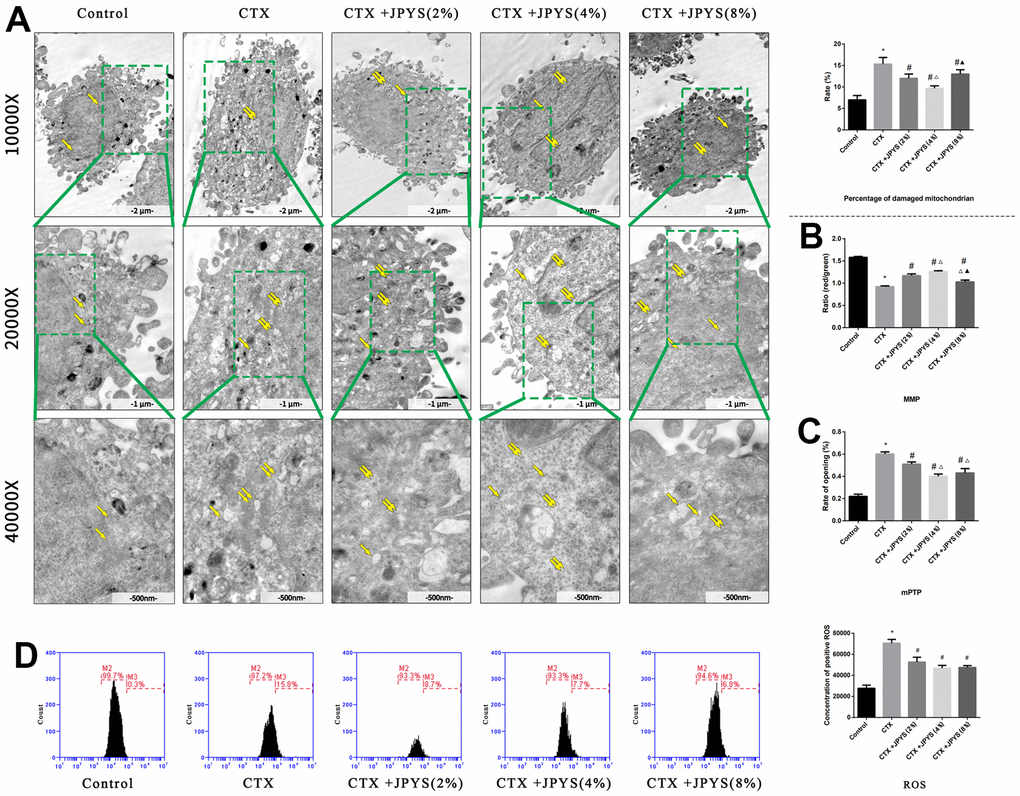 JPYS improved mitochondrial dysfunction caused by CTX in vitro. Cells were treated with CTX (20 μg/ml) for 24 h, then treated with JPYS-containing serum (2, 4, 8 %). (A) Electron microscope pictures (10,000×; 20,000×; 40,000×) of ovary in POF rats, the scale bars represents a length of 2 μm, 1 μm, and 500 nm on cells respectively. Abnormal mitochondrial (paired yellow arrow) morphology show that mitochondrial membrane rupture or swellings, normal mitochondrial (single yellow arrow) morphology type show that mitochondrial membrane smooth and inner carinulae distinct and percentage of damaged mitochondria; (B) The MMP (ratio of red/green); (C) The opening of the mPTP (%); (D) The ROS levels. Data are shown as mean ± SD. *p #p △p ▲p 