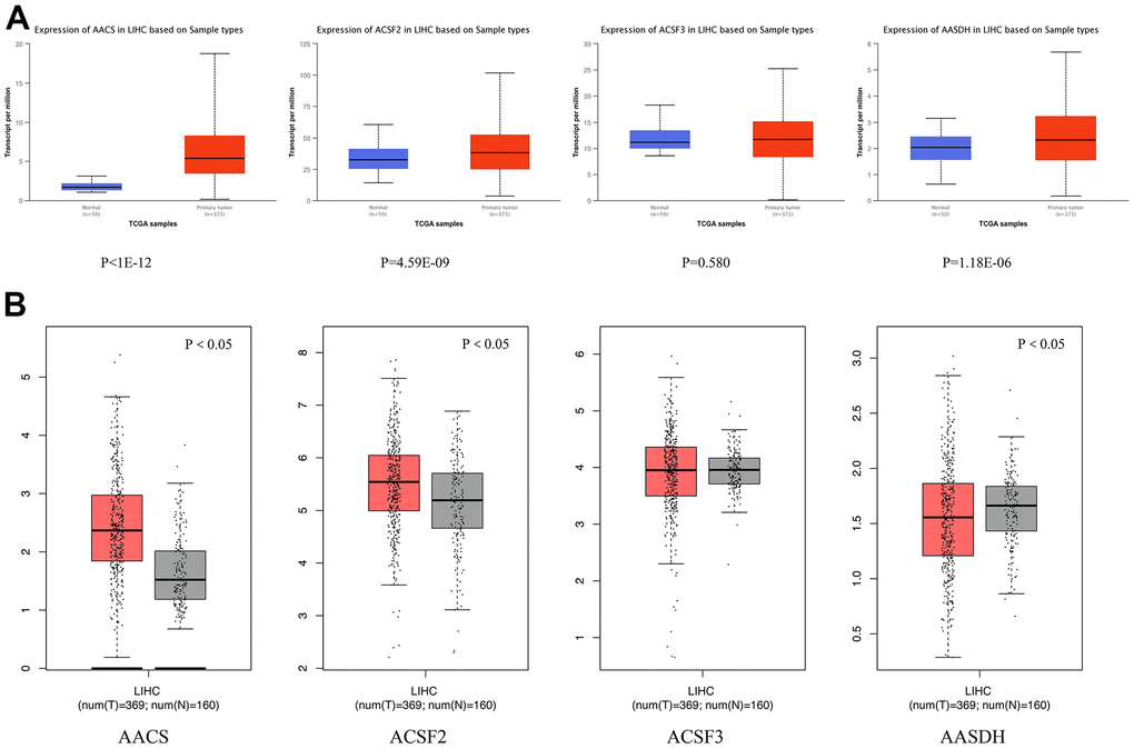 Differential mRNA expression analysis of the ACSF gene family in HCC and normal tissues. (A) The expression profiles were collected from the Ualcan databases. The red and blue graphs indicated the high-regulation and low-regulation, respectively. (B) The expression profiles were collected from the GEPIA databases. The red and gray graphs indicated the high-regulation and low-regulation, respectively.