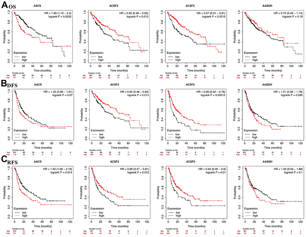 The correlations of ACSF gene family expression with OS and PFS in HCC patients. (A–C) Kaplan-Meier plotter was used to assess the correlation of ACSF gene family members with the patients’ OS (A), DFS (B) and RFS (C).