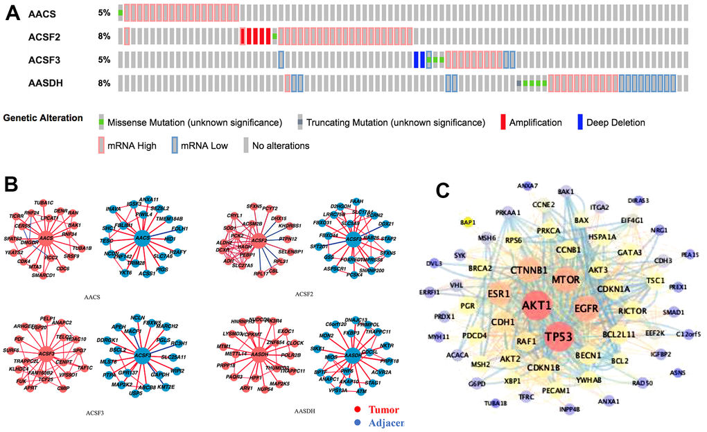 Genetic alterations and interaction analyses of the ACSF gene family in HCC patients. (A) Genetic alteration of the ACSF gene family in HCC patients analyzed with cBioPortal. (B) The HCCDB database was used to analyze the ACSF gene family co-expressed genes in HCC and adjacent tissue samples. (C) The most frequently altered genes identified from cBioPortal that are linked to the ACSF gene family in HCC patients.