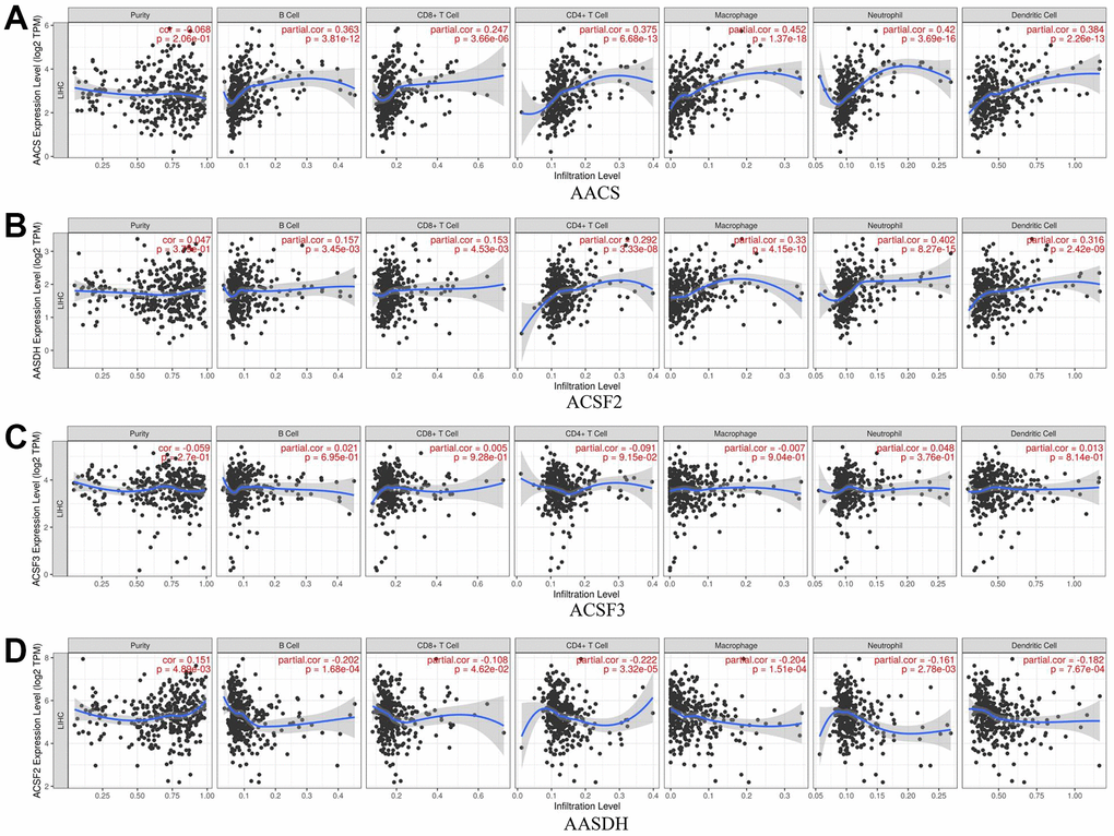 The relationship between immune cell infiltration and the expression of the ACSF gene family. (A–D) The Timer database was used to analyze the effect of (A) AACS, (B) ACSF2, (C) ACSF3, (D) AASDH on the abundance of immune cells in HCC patients.