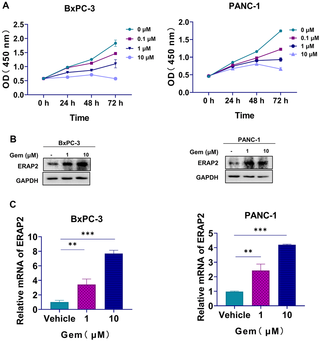 The relationship between ERAP2 expression and gemcitabine resistance. (A) Cell viability assay in BxPC-3 and PANC-1cell lines treated with gemcitabine. (B) The Protein levels of ERAP2 in BxPC-3 and PANC-1 cell lines treated with gemcitabine were assessed by western blot. (C) The mRNA levels of ERAP2 in BxPC-3 and PANC-1cell lines treated with gemcitabine were quantified by qRT-PCR. Data were shown as the mean ± SD of three independent experiments (*p p p 