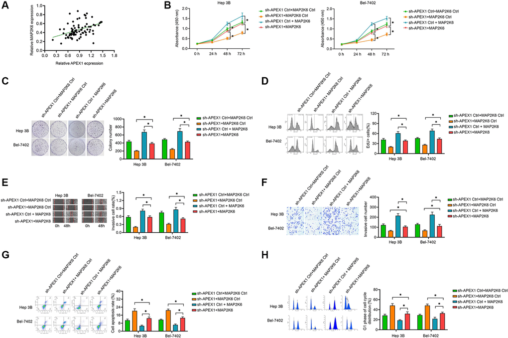 Enhancing of the expression of MAP2K6 attenuates the anti-oncogenic effect of silencing of APEX1. (A) The positive correlation between APEX1 expression and MAP2K6 expression in HCC tissues. (B–D) Cell vitality was evaluated with CCK-8 (B), colony formation (C) and EdU assay (D) assays in HCC cells. (E, F) Wound healing (E) and Transwell (F) assays were performed to evaluate the migration and invasion abilities of the HCC cells. (G, H) Flow cytometry was performed to evaluate apoptosis (G) and cell cycle distribution (H). *P 