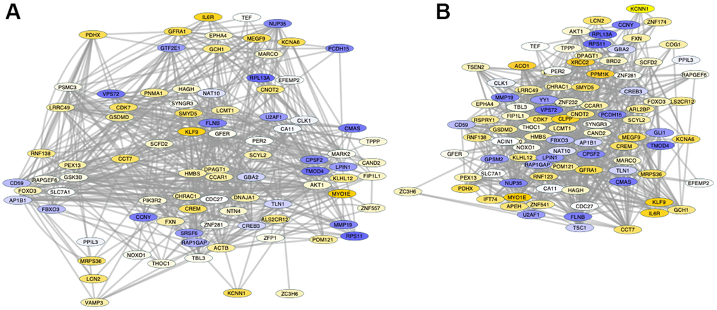 Pathway-based gene networks with differences in Sirt1 binding in PFC chromatin between shorter- and longer-lived elder animals. Significant differences in Sirt1 bind peak binding and intensity were introduced in GeneMania for fold-change visualization regardless of genomic region between pooled shorter-lived versus longer-lived elder PFCs. A network of interacting genes consistent in all animals was subjected to JActiveModules for the identification of pathway based modular clusters with minimal overlap. Two pathway -based modular clusters were identified: (A) Module 1 (detail in Supplementary Material Module 1 and Table 3). (B) Module 2 (detail in Supplementary Material Module 2 and Table 4). Tones of yellow indicate increase, and tones of blue indicate decrease in Sirt1 peaks in shorter-lived animals compared to longer-lived ones, indicating differences in silencing between the groups.