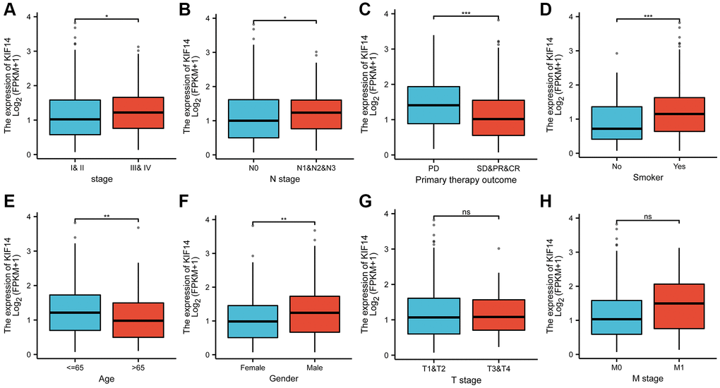 The correlations between KIF14 expression and pathological characteristics in LUAD. Upregulation of KIF14 is positively related to higher pathological stage (A), N stage (B), uncontrolled disease (C), smoking (D), younger patients(E), and male (F) in TCGA-LUAD cohort. The associations between the expression of KIF14 and T stage (G) and M stage (H) were not statistically significant. *P-value **P-value ***P-value 