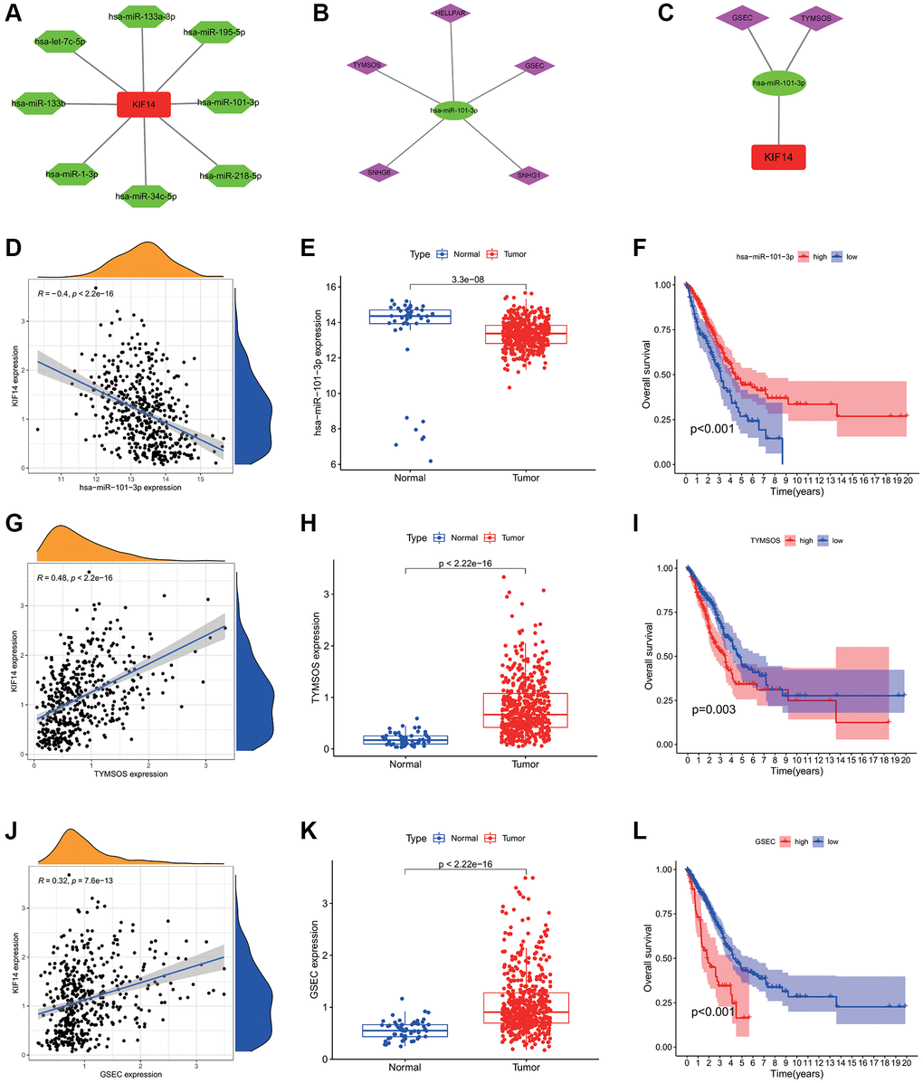 Construction of the ceRNA network of KIF14 in LUAD. (A) The potential miRNAs-KIF14 regulatory network constructed via Cytoscape tool. (B) The potential lncRNAs-hsa-miR-101-3p regulatory network constructed via Cytoscape tool. (C) The ceRNA network of GSEC/TYMSOS-hsa-miR-101-3p-KIF14 in LUAD. (D) The correlation between hsa-miR-101-3p and KIF14 expression in LUAD. (E) Expression levels of hsa-miR-101-3p in LUAD and control tissues in TCGA-LUAD cohort. (F) Survival analysis of hsa-miR-101-3p in TCGA-LUAD cohort. (G) The correlation between TYMSOS and KIF14 expression in LUAD. (H) Expression levels of TYMSOS in LUAD and control tissues in TCGA-LUAD cohort. (I) Survival analysis of TYMSOS in TCGA-LUAD cohort. (J) The correlation analysis of GSEC and KIF14 expressions in LUAD. (K) The differential expression of GSEC in LUAD and normal tissues in TCGA-LUAD cohort. (L) Survival analysis of GSEC in TCGA-LUAD cohort.