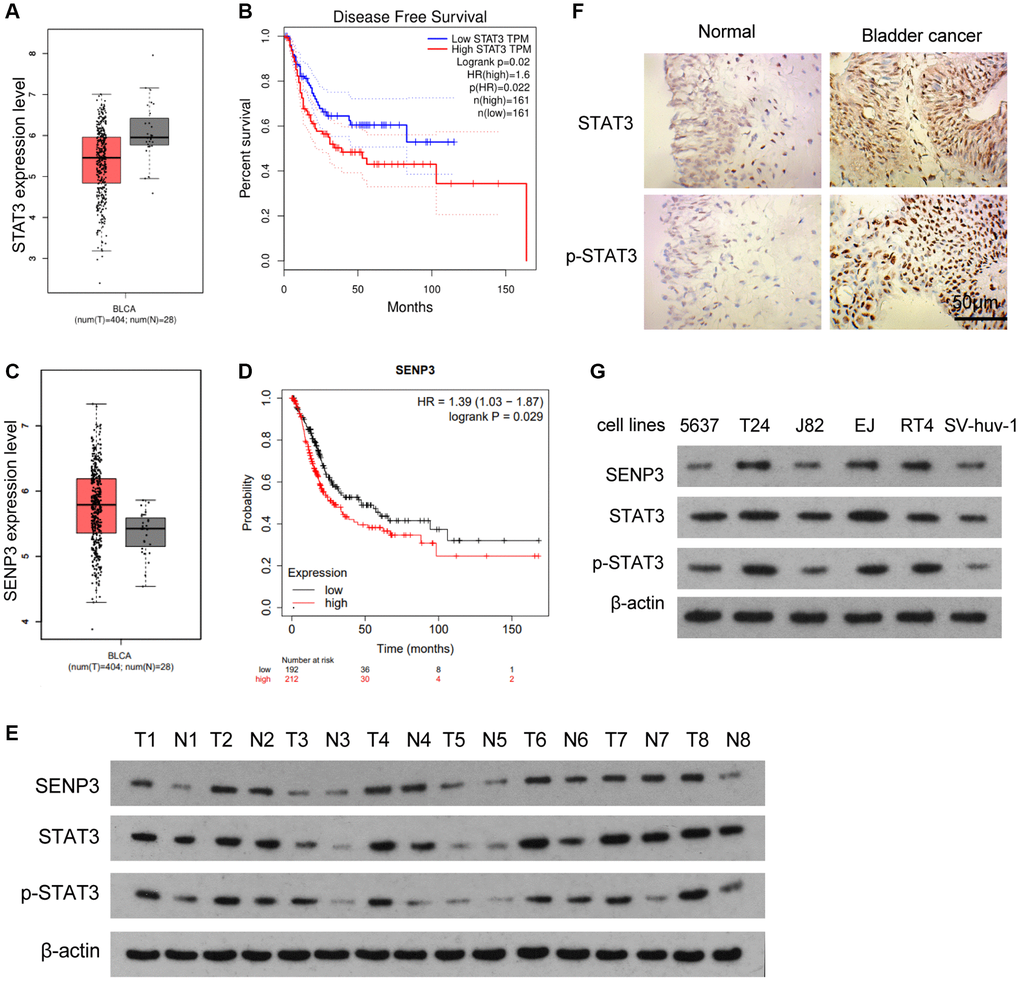 SENP3 protein level correlates with protein expression of STAT3 and p-STAT3 in bladder cancer. (A) Differences of STAT3 between bladder cancer tissues and adjacent normal tissues, determined by bioinformatics analysis. (B) Disease free survival with low and high STAT3 TPM. (C) SENP3 level between bladder cancer tissues and adjacent normal tissues, determined by bioinformatics analysis. (D) The probability of cancer progression plotted over a period of 150 months for patients with high or low SENP3 expressions. (E) SENP3, STAT3 and p-STAT3 protein levels in bladder cancer tissues and adjacent normal tissues, as measured by western blot. (F) Expression of STAT3 and p-STAT3 in bladder cancer tissues and adjacent normal tissues by immunohistochemistry [scale bar, 50 μm]. (G) SENP3, STAT3 and p-STAT3 protein levels in 5637, T24, J82, EJ, RT4 and SV-huv-1 cells.